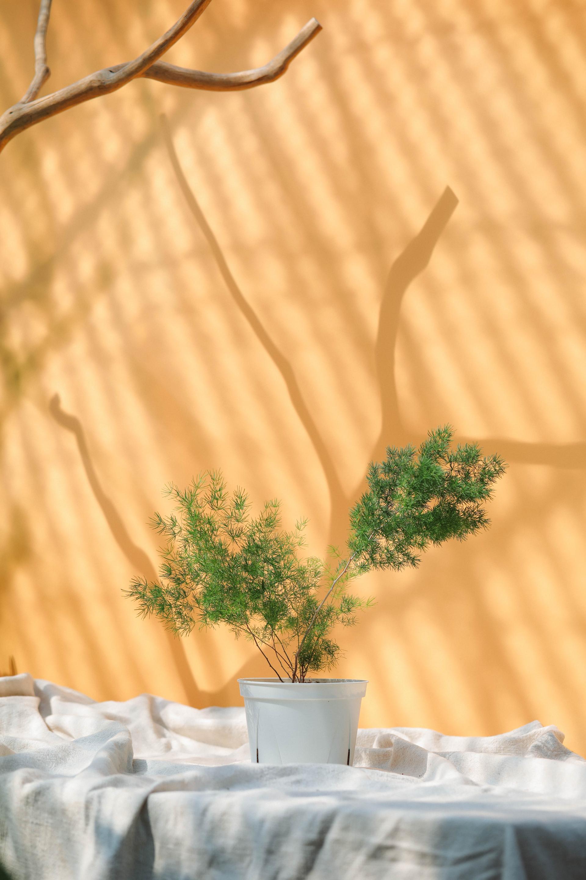 Asparagus myriocladus + White slit pot 아스파라거스 미리오클라두스 중품 + 화이트 슬릿