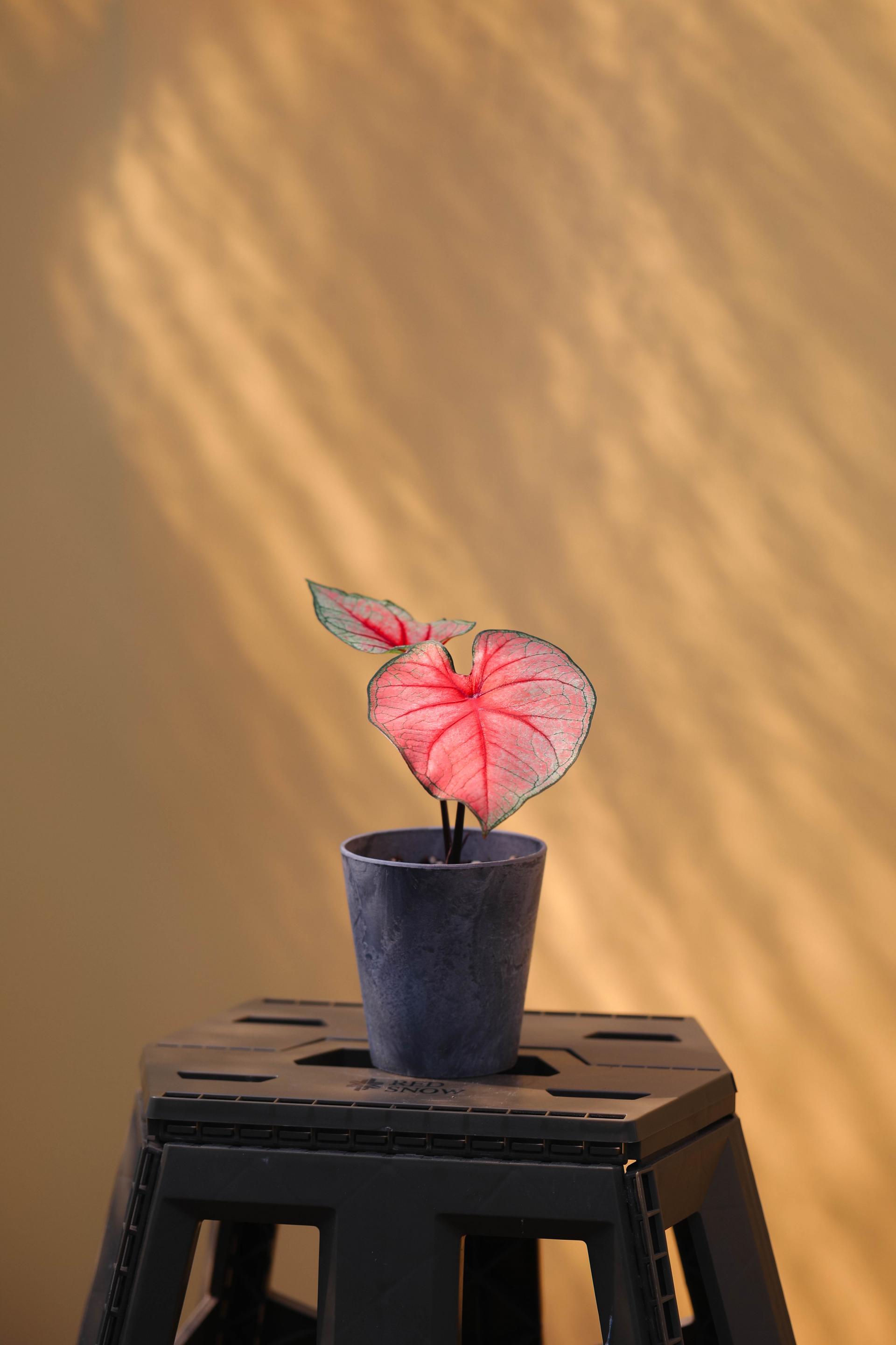 Caladium 'Radiance' 칼라디움 라디언스