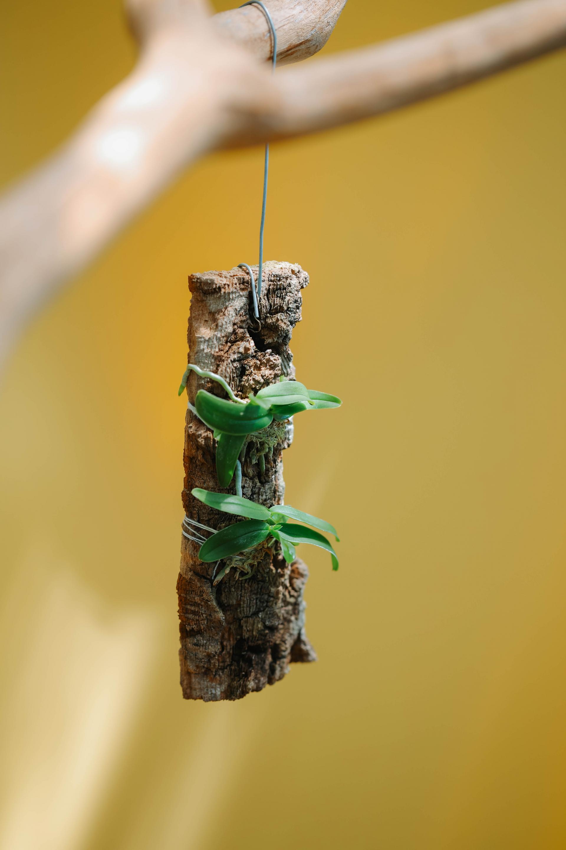 Tuberolabium kotoense 아리산 풍란 복제