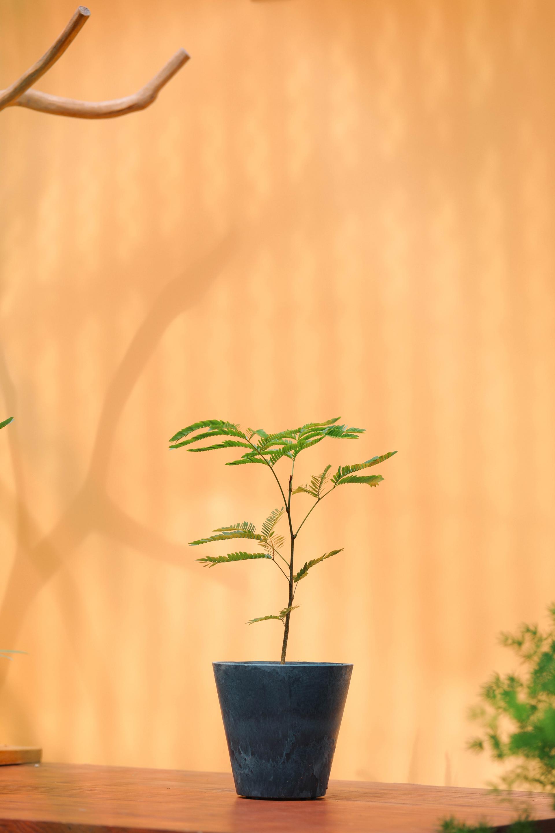 Pithecellobium confertum + Navy marble pot 에버 후레쉬 + 네이비 마블팟