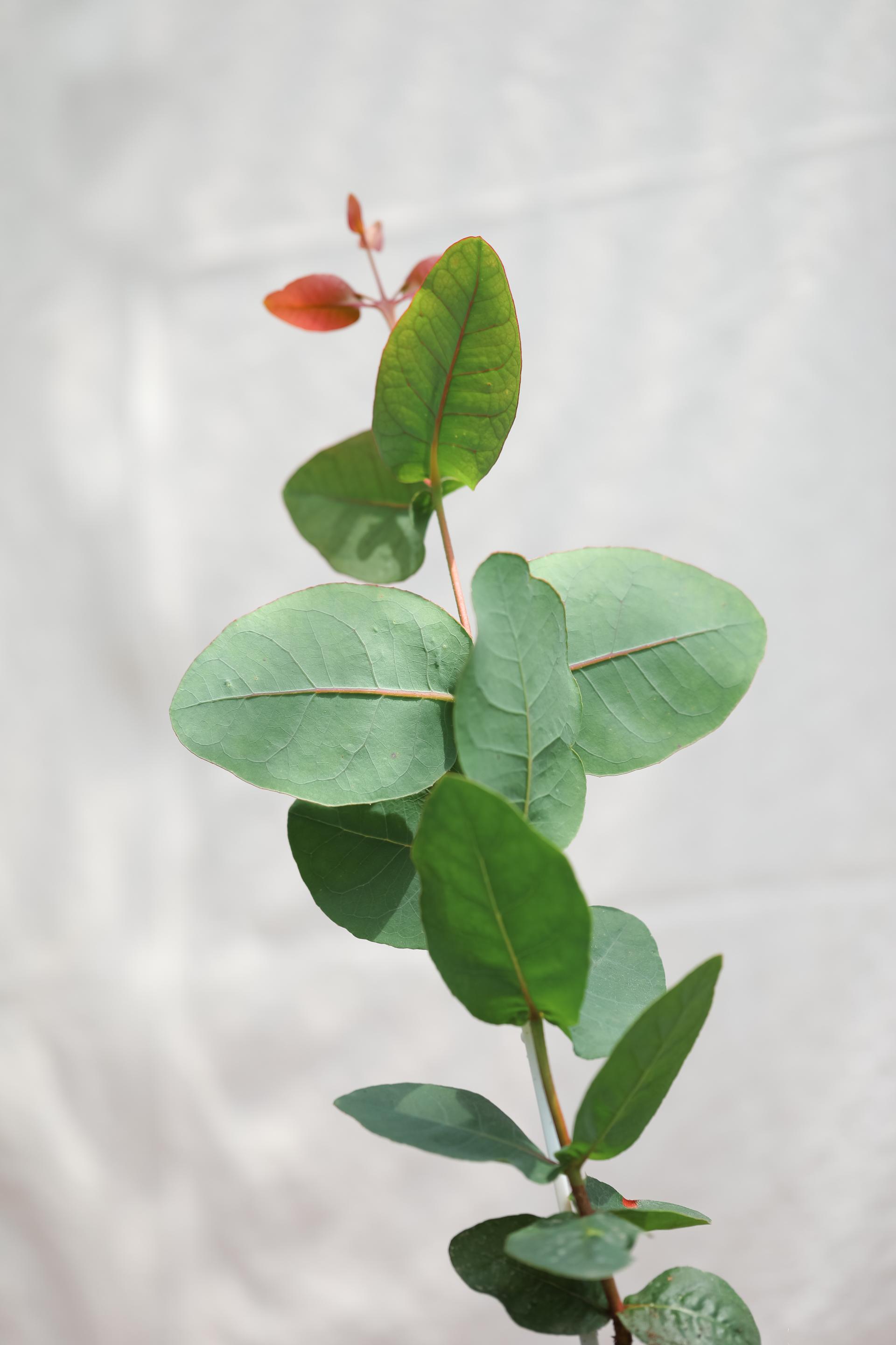 Eucalyptus preissiana 유칼립투스 프레이씨아나 준중품