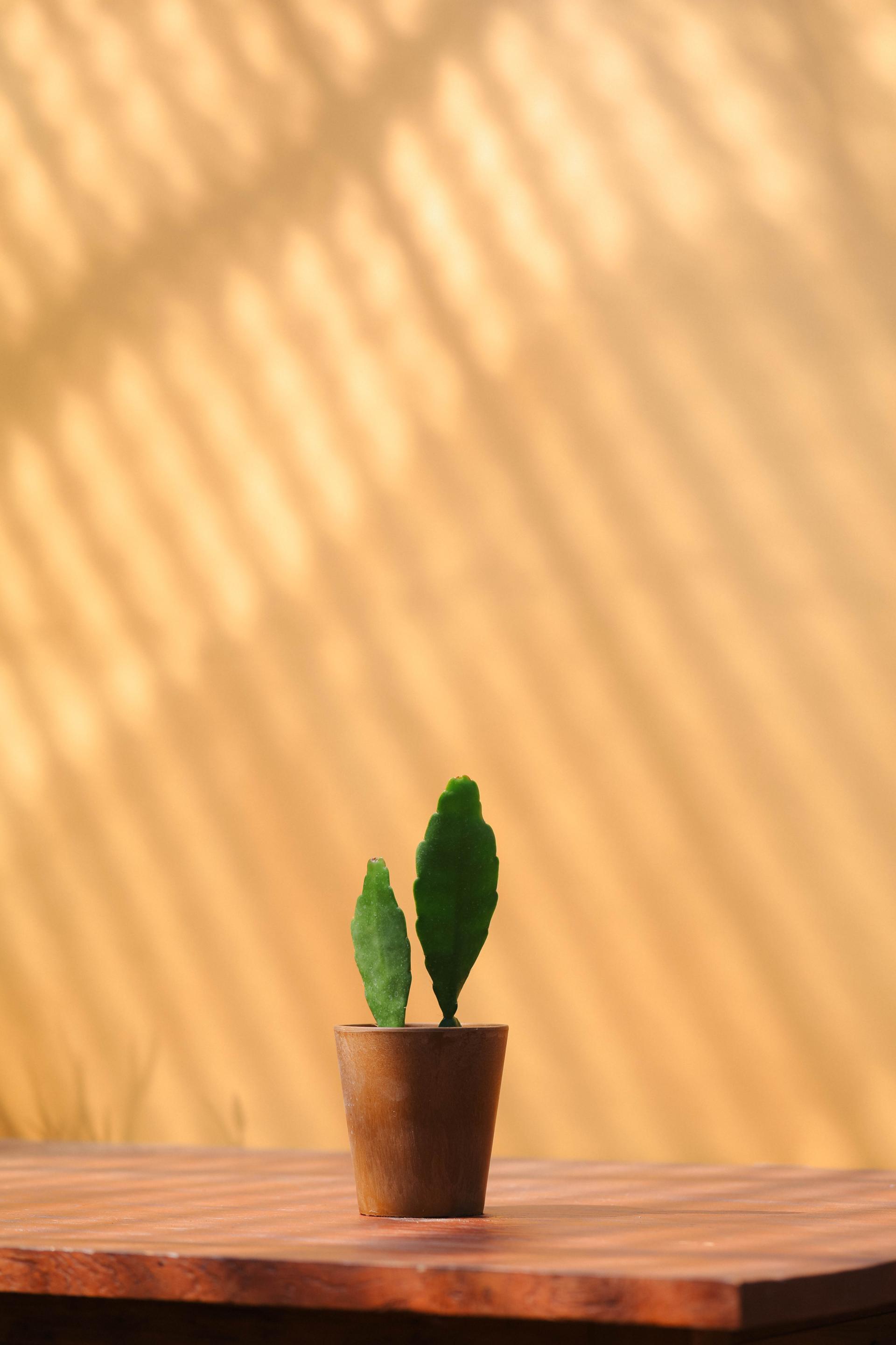 Disocactus ackermannii 공작 선인장 주황