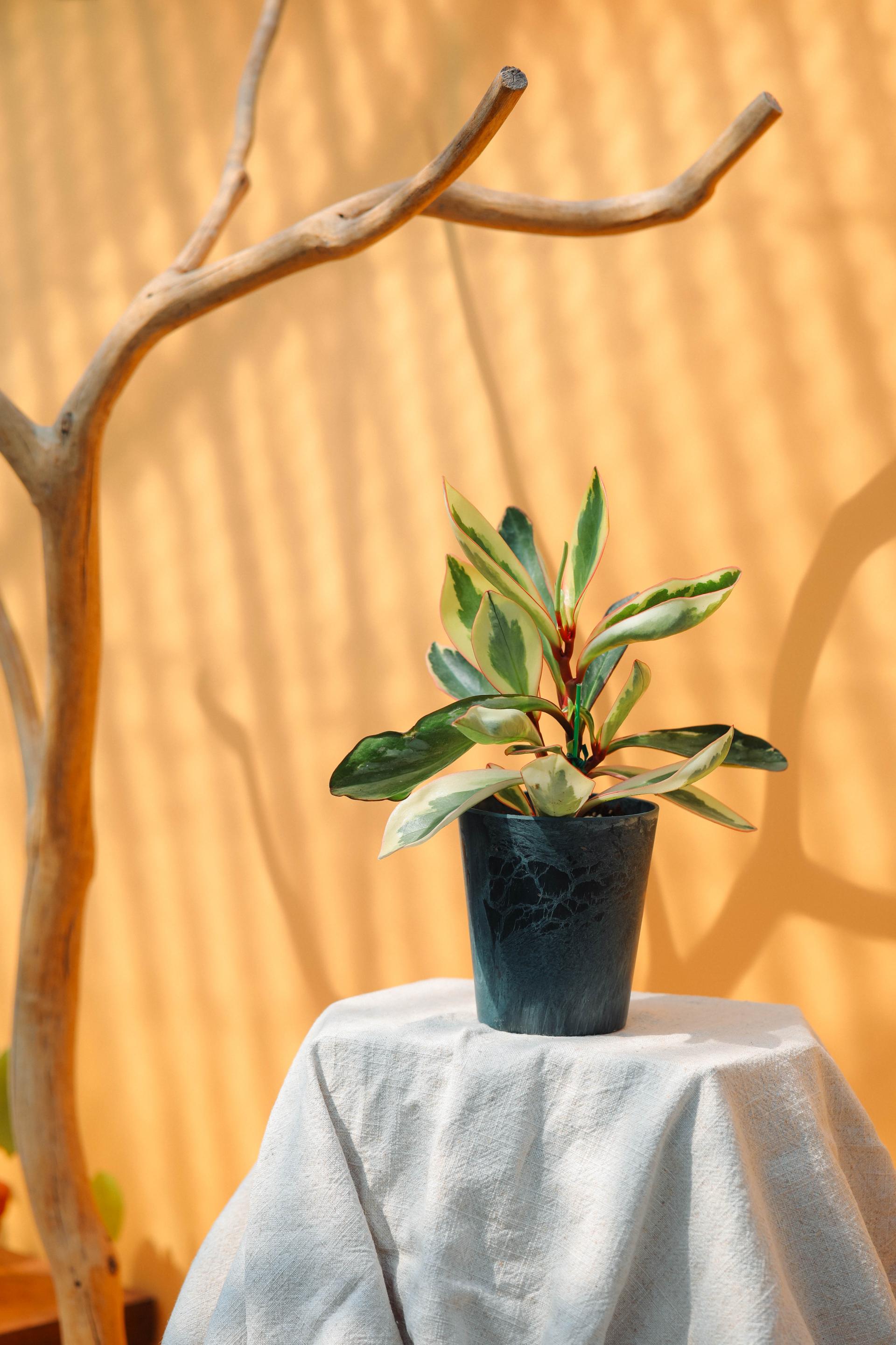 Peperomia ginny + Navy marble pot 페페로미아 지니 + 네이비 마블팟