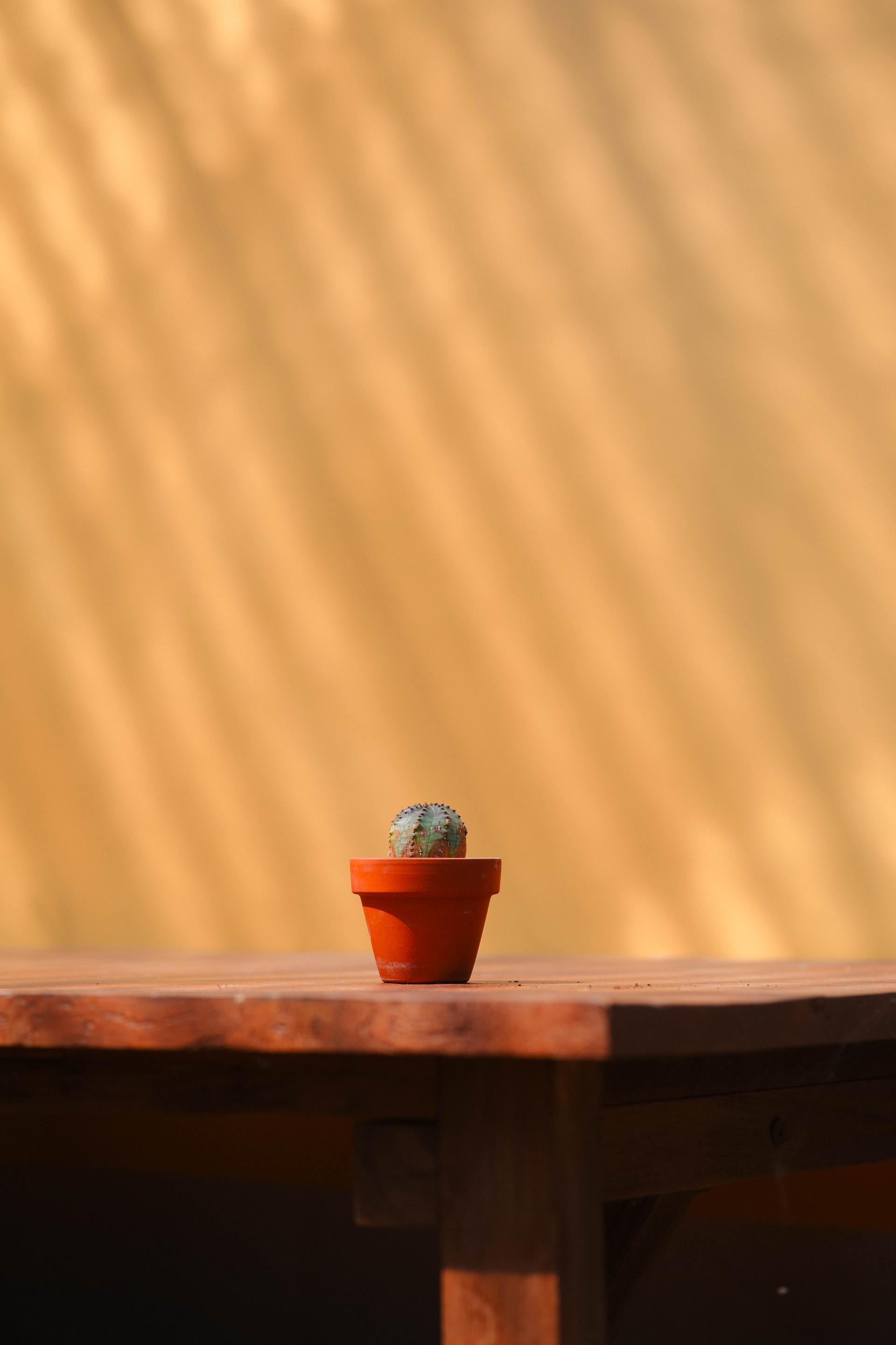 Euphorbia pseudoglobosa + Mini honey jar pot 유포르비아 수도글로보사 (오베사 몬스터) + 미니 허니자르팟 복제