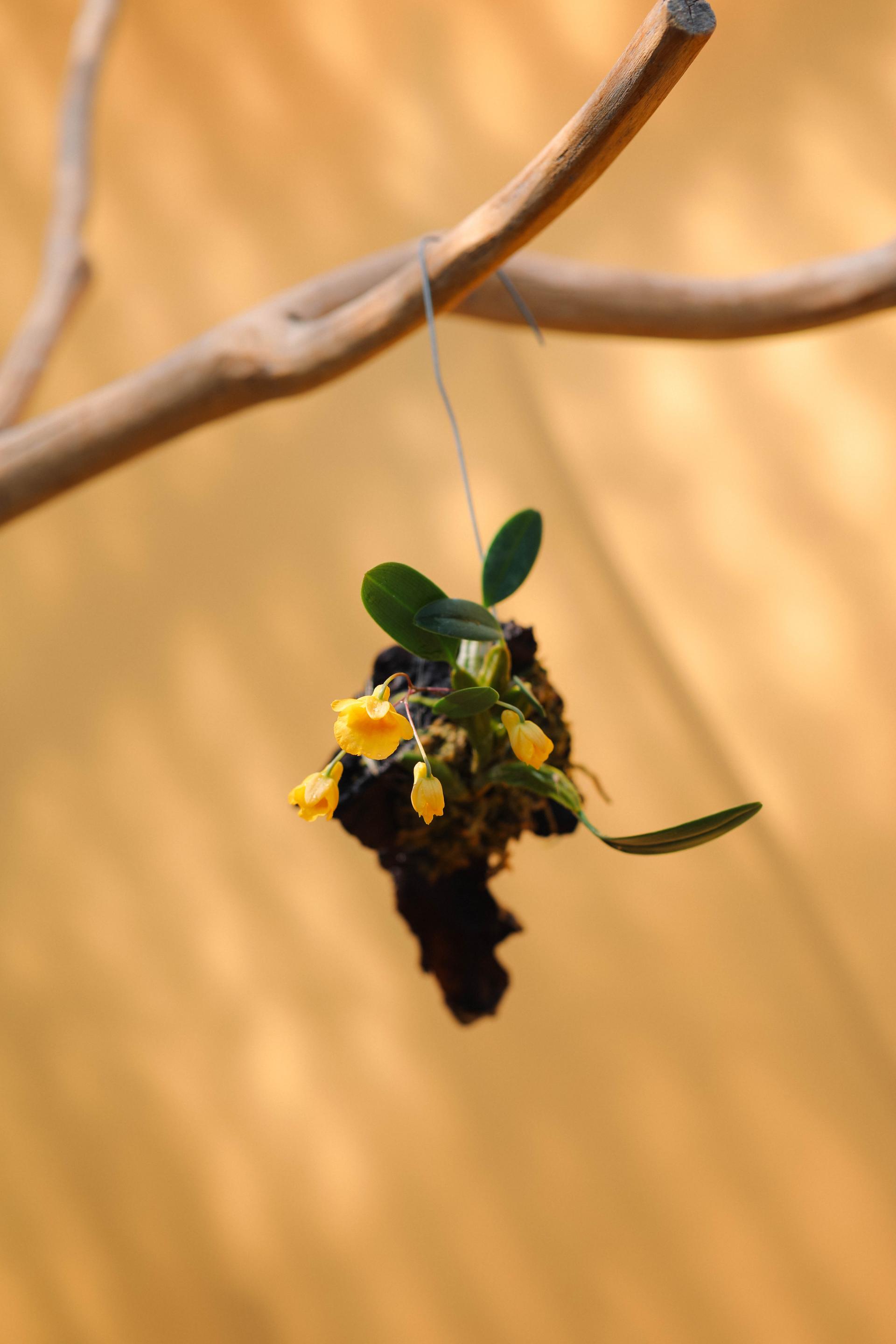 Dendrobium Ueang Phueng 덴드로비움 엉펑 목부작