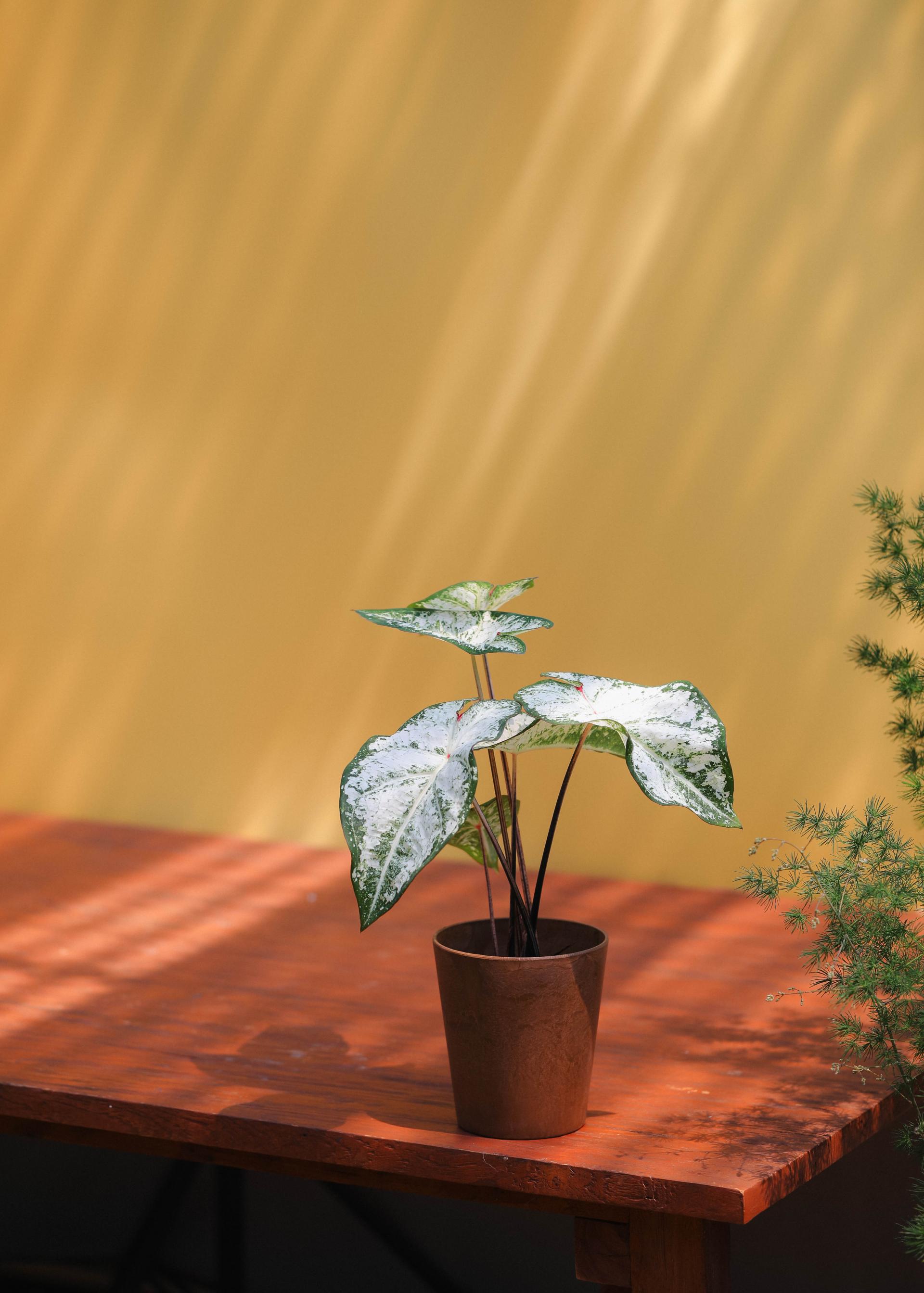 Caladium 'Snow flurry' 칼라디움 스노우 플러리