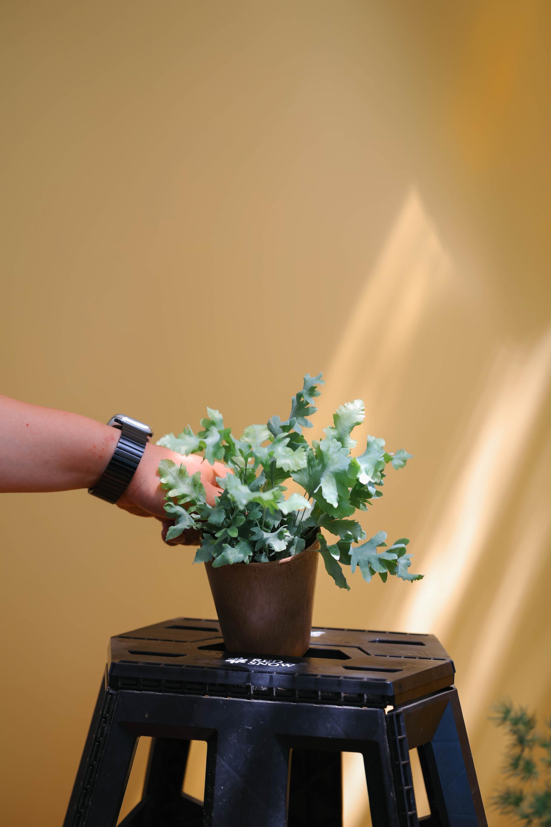 Phlebodium aureum 'Davana' 다바나 고사리