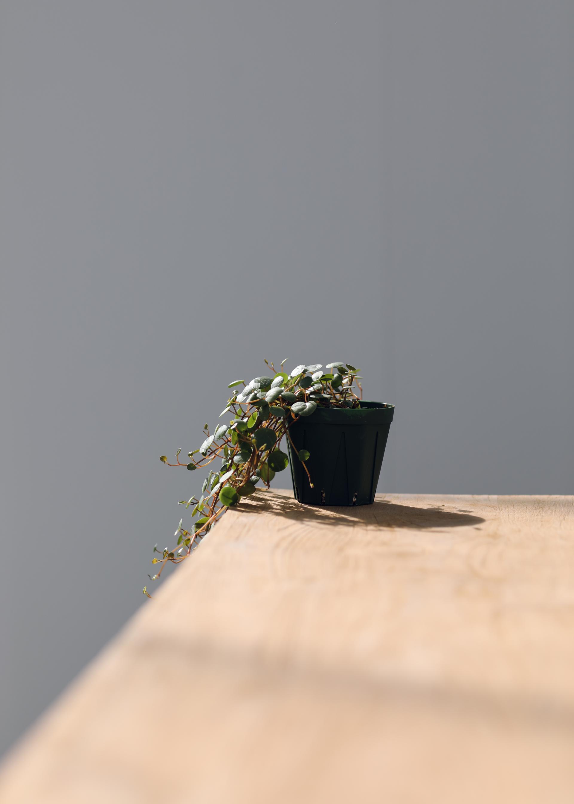 Peperomia 'Pepper Spot' 페페로미아 페퍼스팟