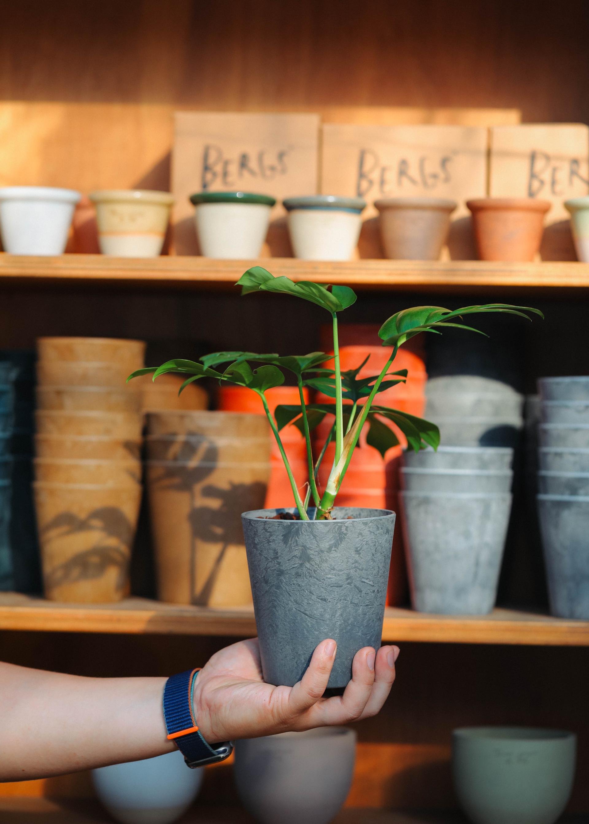 Rhaphidophora tetrasperma + Gray marble pot 히메 몬스테라 라지폼 + 그레이 마블팟