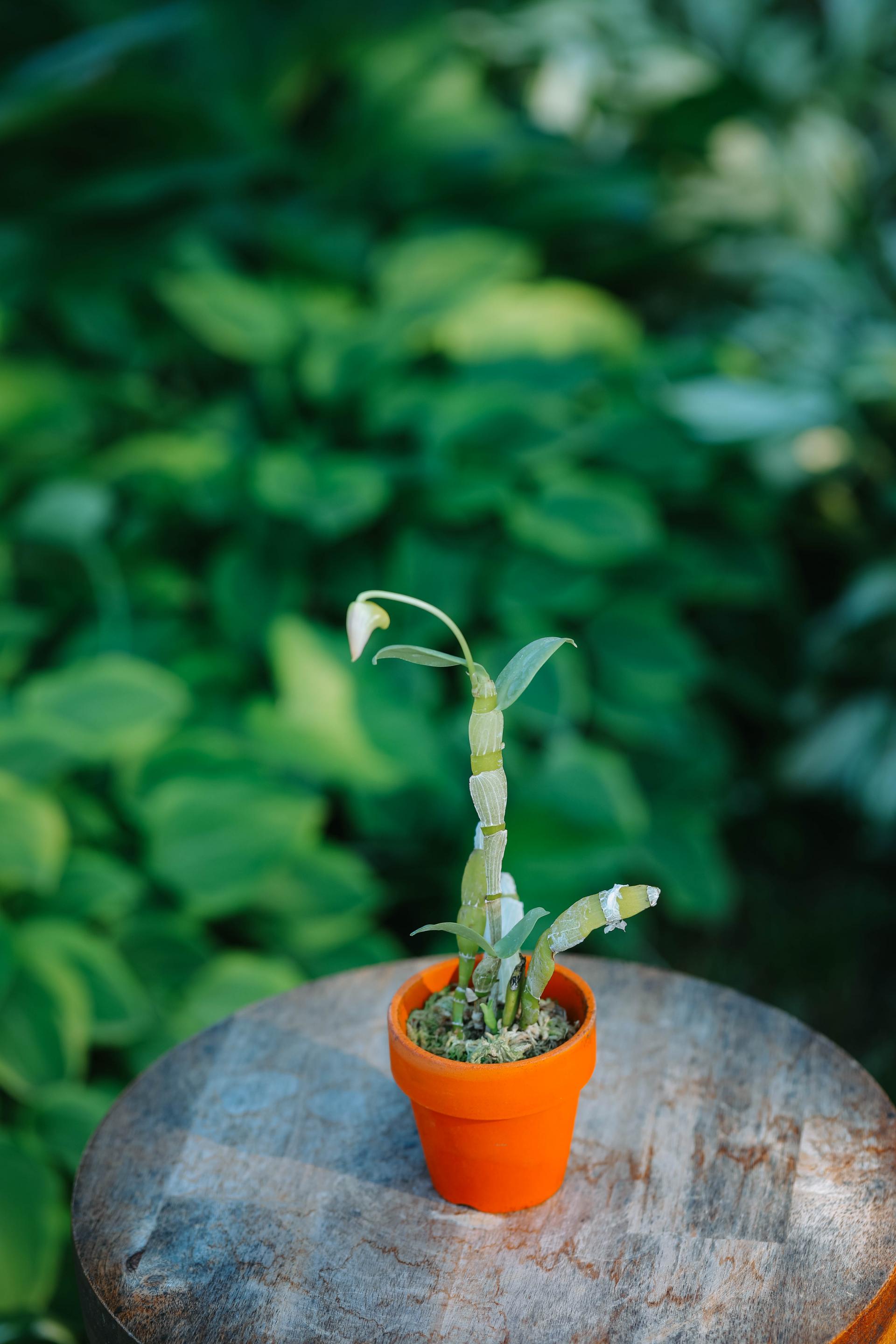 Dendrobium trantuanii 덴드로비움 트란투아니 2