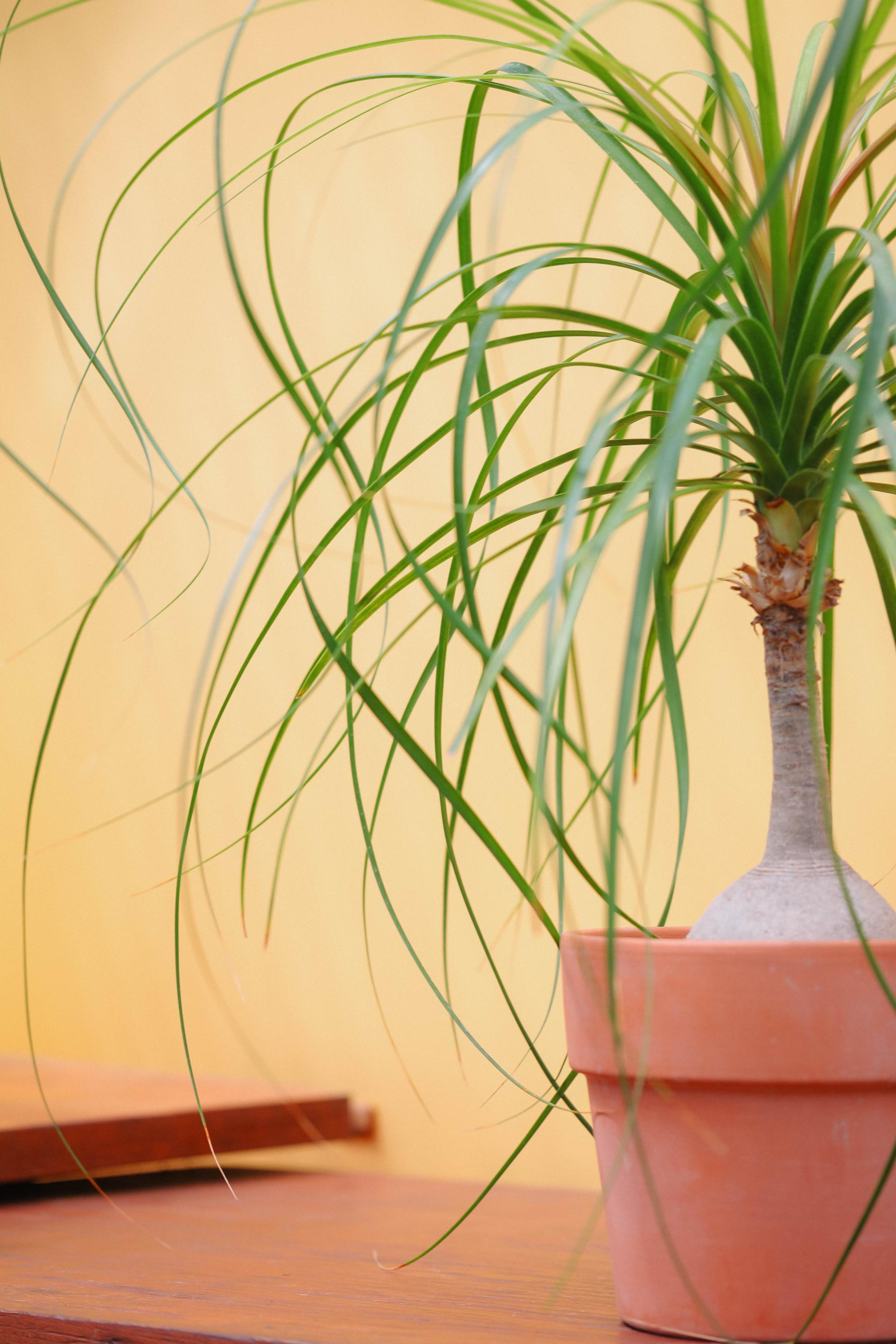 Beaucarnea recurvata + Italy block pot 덕구리난 (돗쿠리난) + 이태리 블럭팟