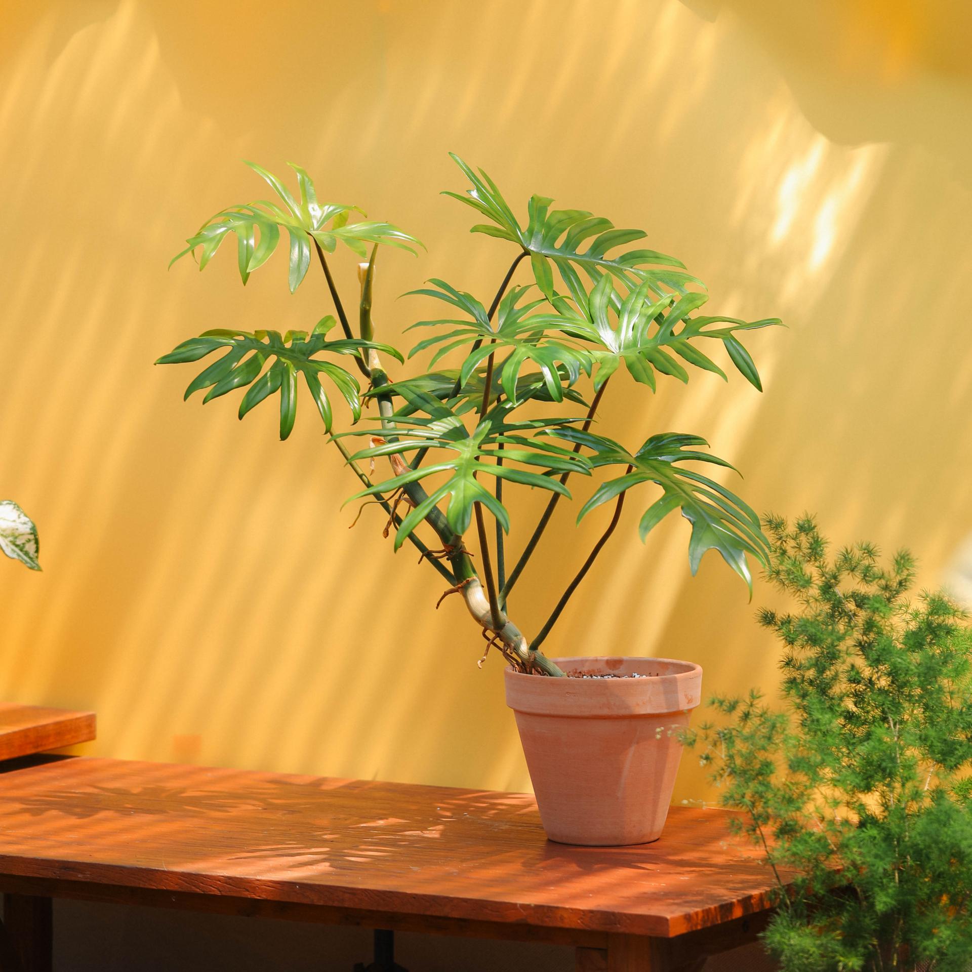 Philodendron mayoi + Italy simple pot 필로덴드론 마요이 + 이태리 심플팟