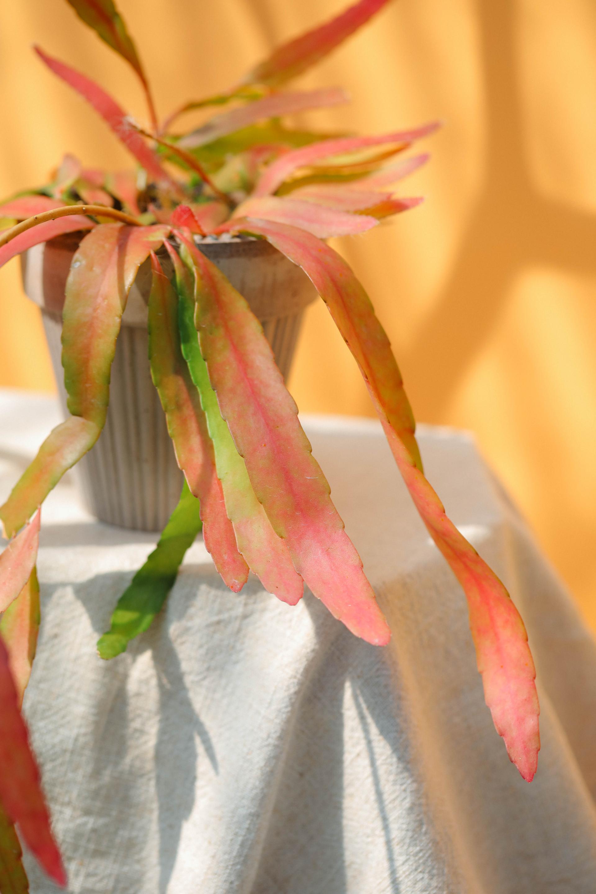 Rhipsalis ramulosa 'Red Coral' + Bergs Potter Simona grey 립살리스 라뮬로사 '레드 코랄' + 베르그포터 시모나 그레이