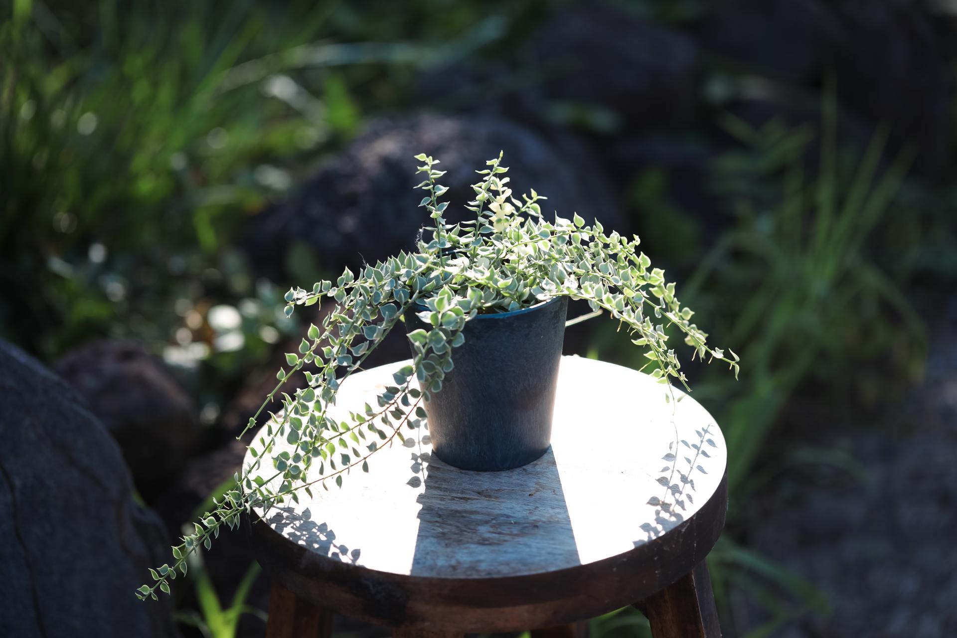 Dischidia ruscifolia variegated 디스키디아 루시폴리아 무늬종 (밀리언하트 무늬종)