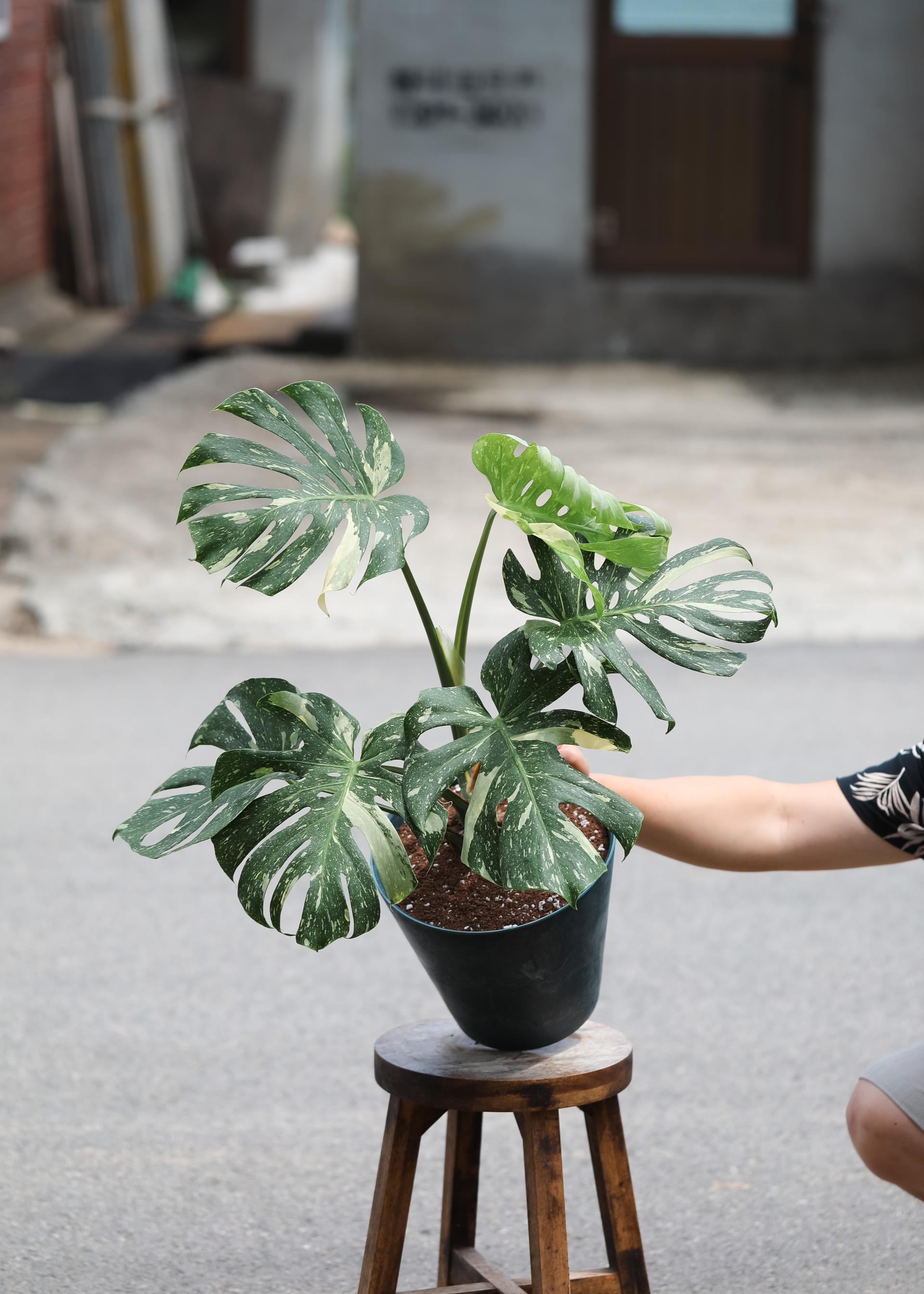 Monstera deliciosa 'Thai Constellation' + Navy circle pot 몬스테라 델리시오사 타이 컨스텔레이션 + 네이비 써클팟