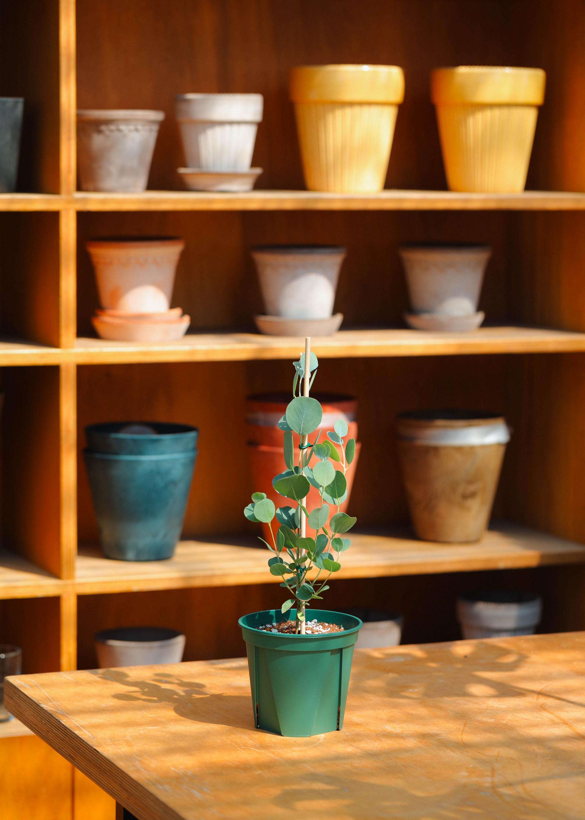 Eucalyptus orbifolia 유칼립투스 오르비폴리아 준중품