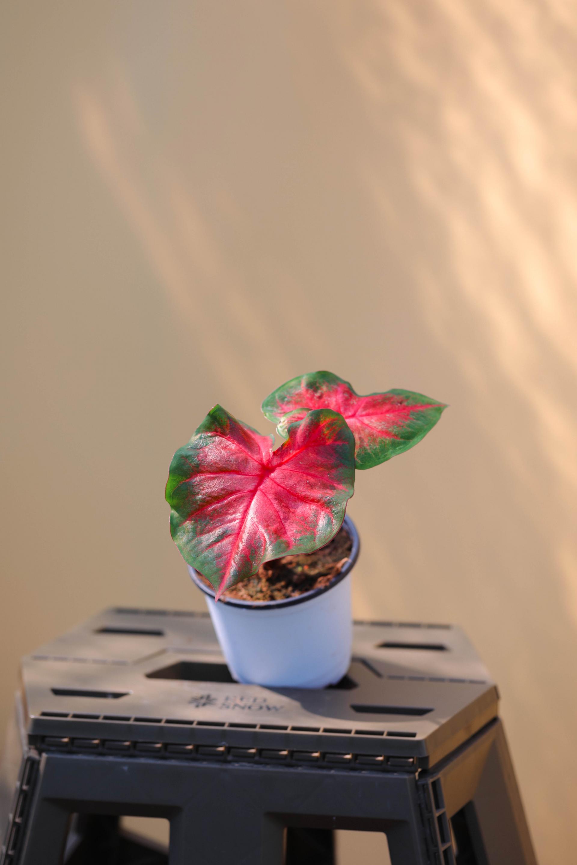 Caladium sp. 칼라디움 sp.