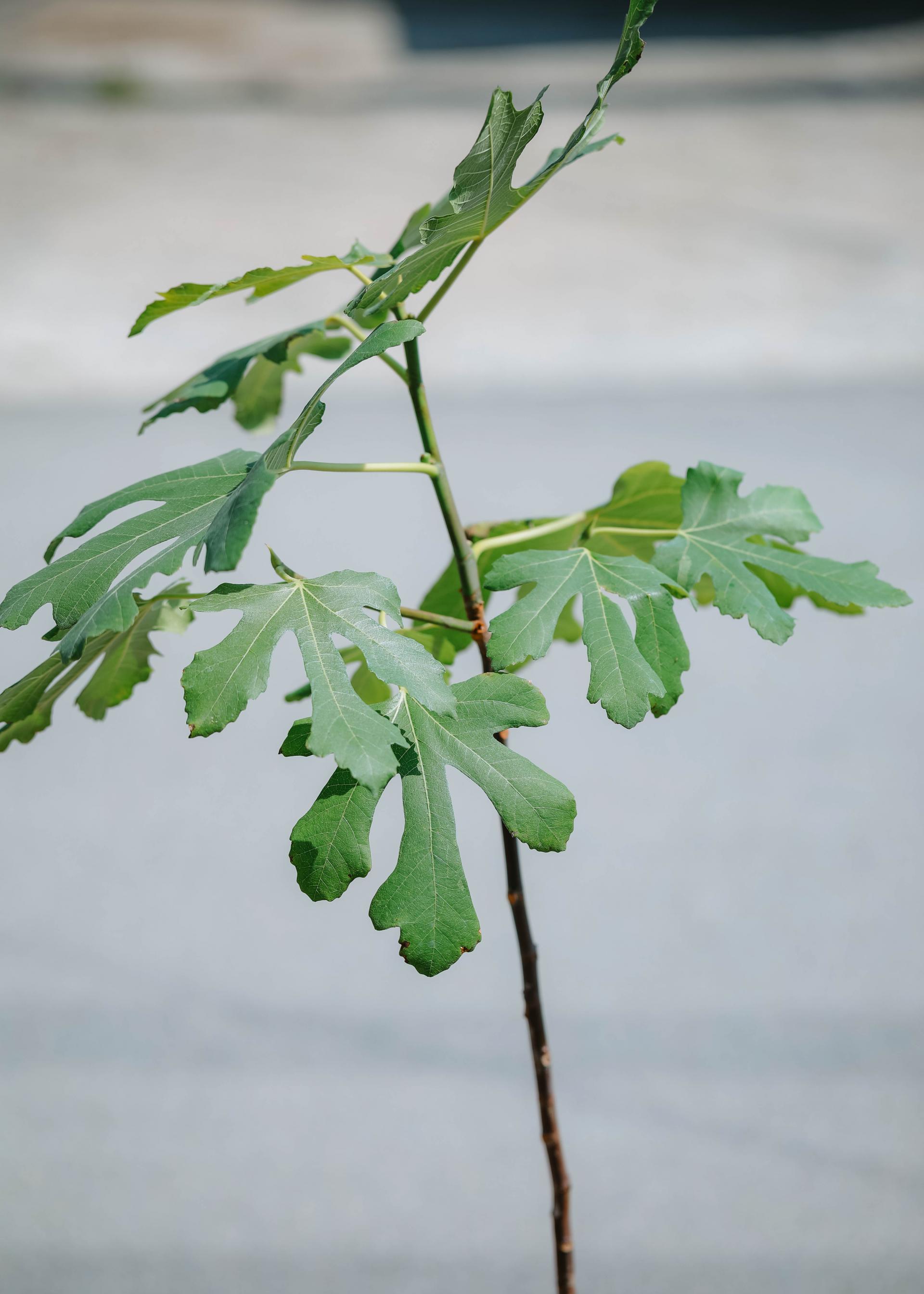 Ficus carica + Vintage jar pot 무화과나무 + 빈티지 자르팟 복제