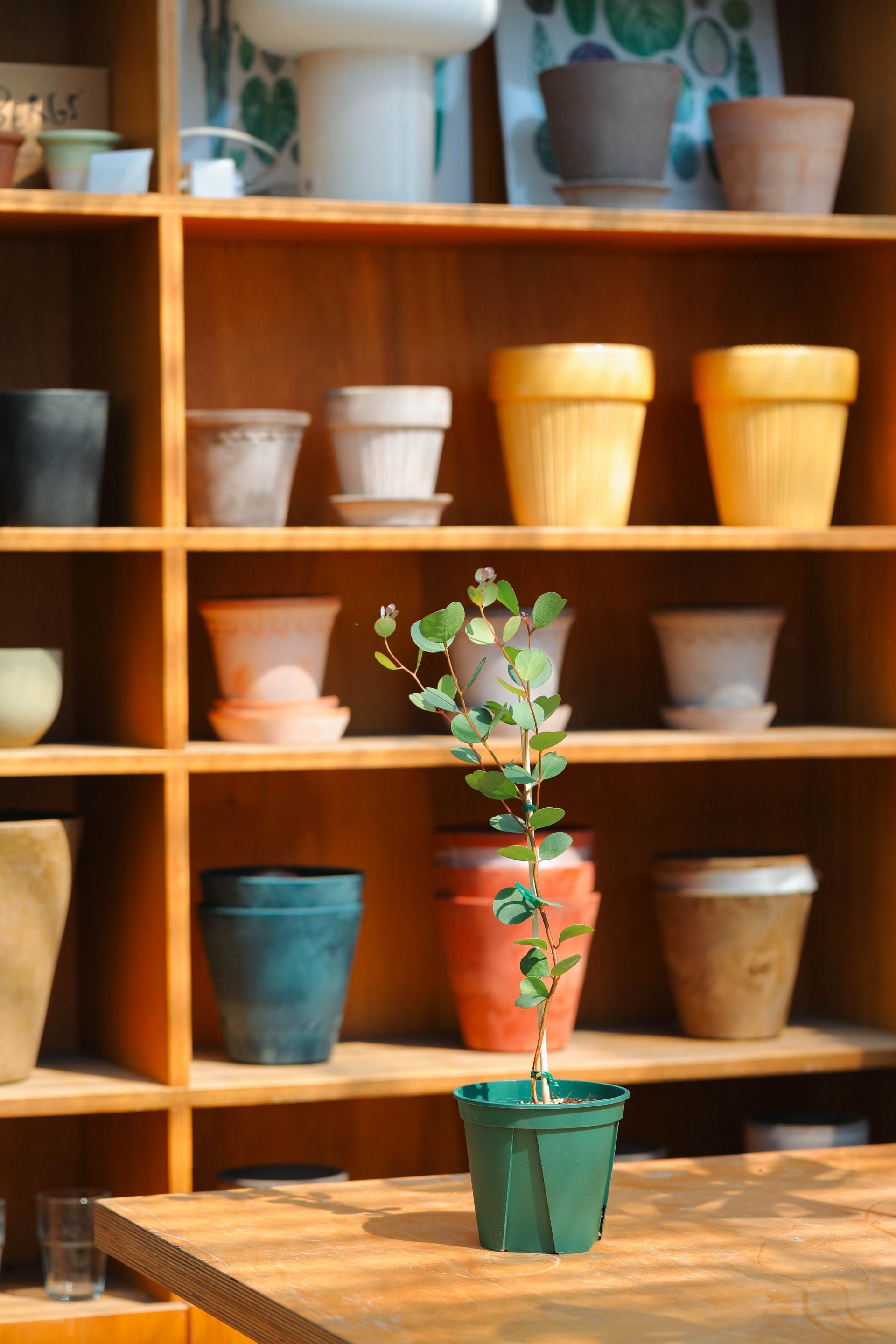 Eucalyptus websteriana 유칼립투스 웹스테리아나 준중품