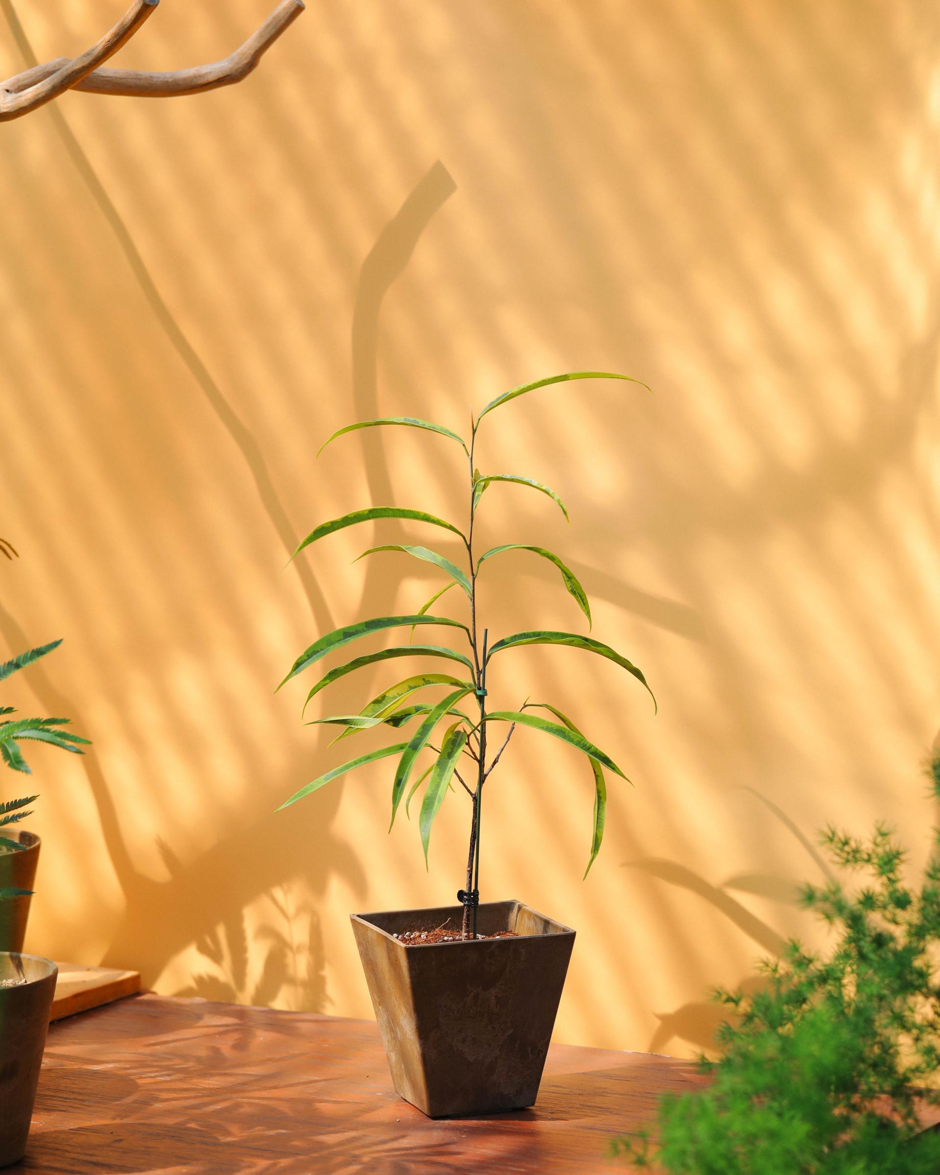 Ficus maclellandii ‘Alii Variegated’ + Brown square pot 휘커스 알리 무늬종 (무늬 알리 고무나무) + 브라운 스퀘어팟