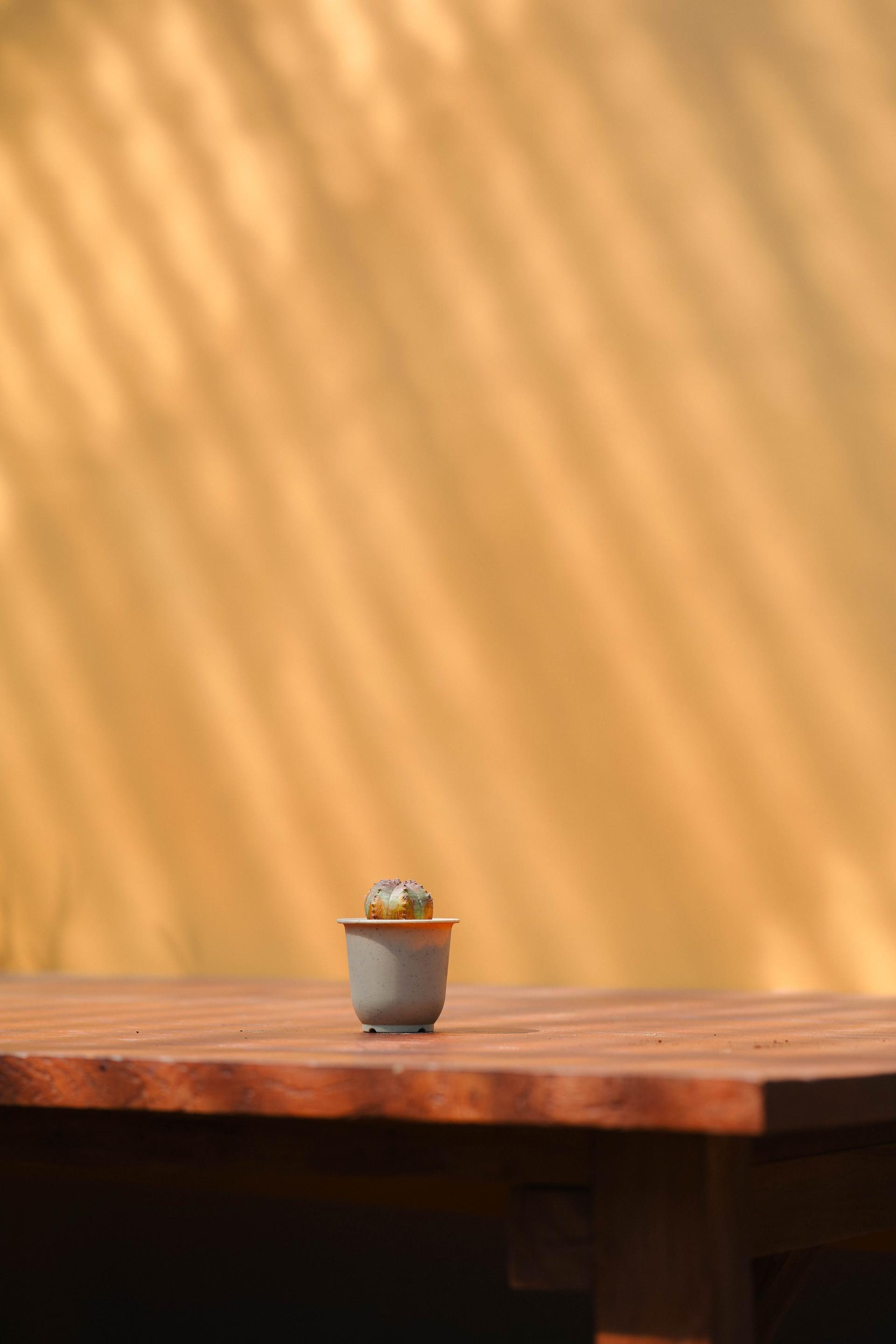 Euphorbia pseudoglobosa + Mini honey jar pot 유포르비아 수도글로보사 (오베사 몬스터) + 미니 허니자르팟 복제