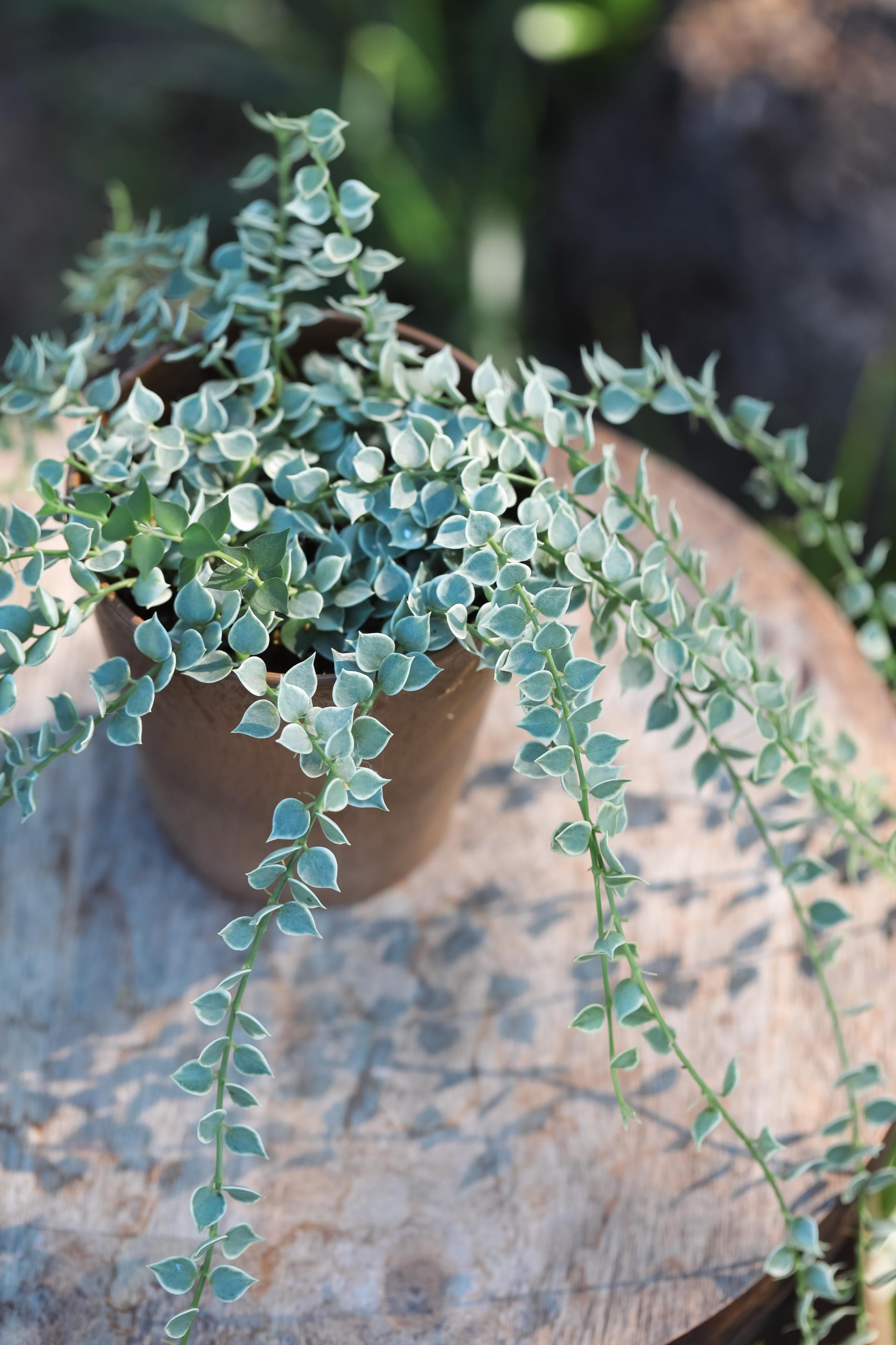 Dischidia ruscifolia variegated 디스키디아 루시폴리아 무늬종 (밀리언하트 무늬종)