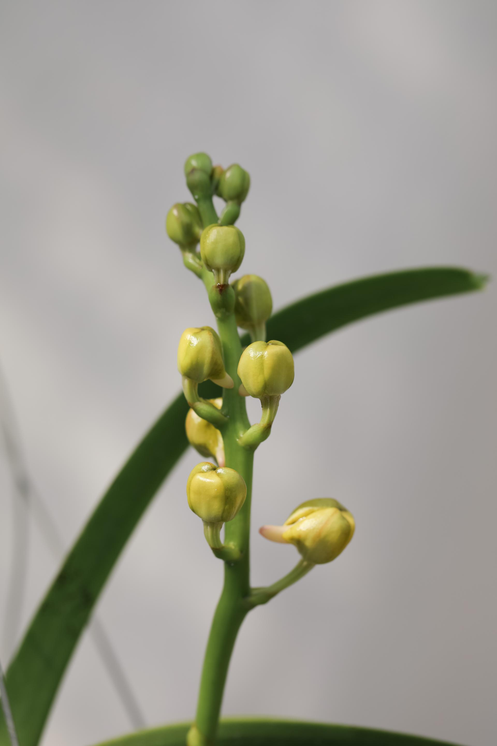 Vanda 'Honey Lemon' 반다 허니레몬