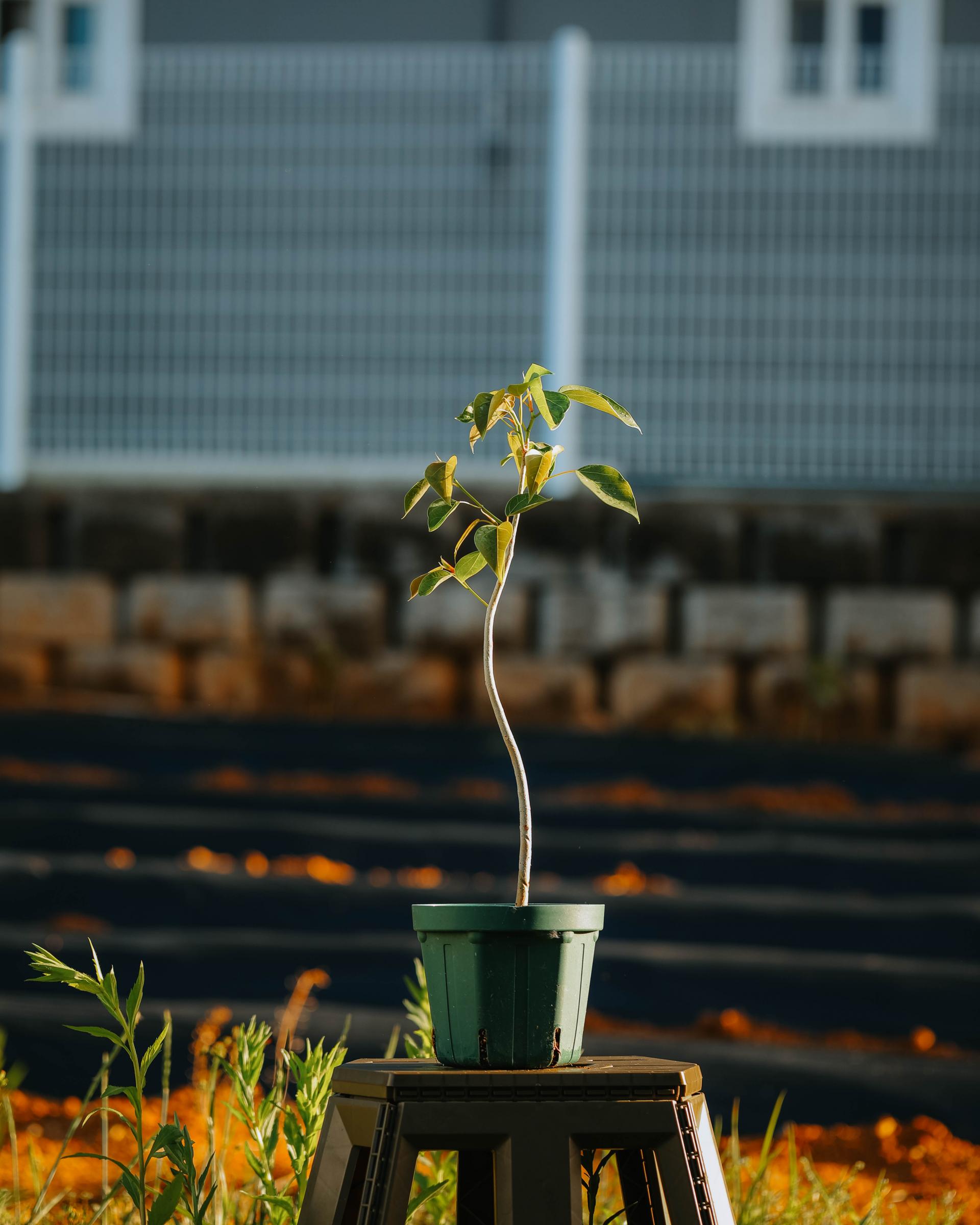 Ficus rumphii 휘커스 럼피