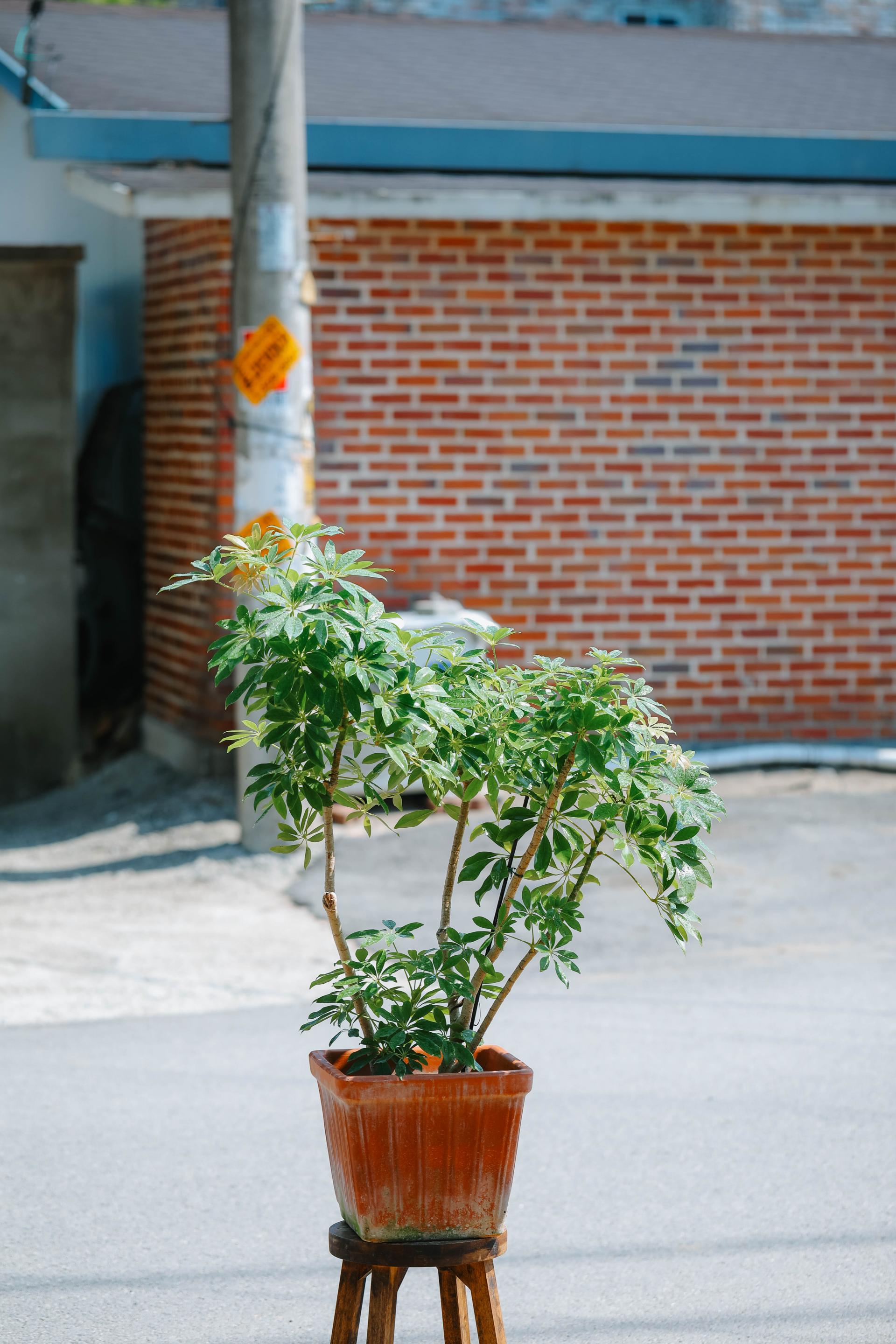 Schefflera arboricola gold + Italy square pot 쉐프렐라 아보리콜라 골드 (형광 홍콩야자) + 이태리 스퀘어팟