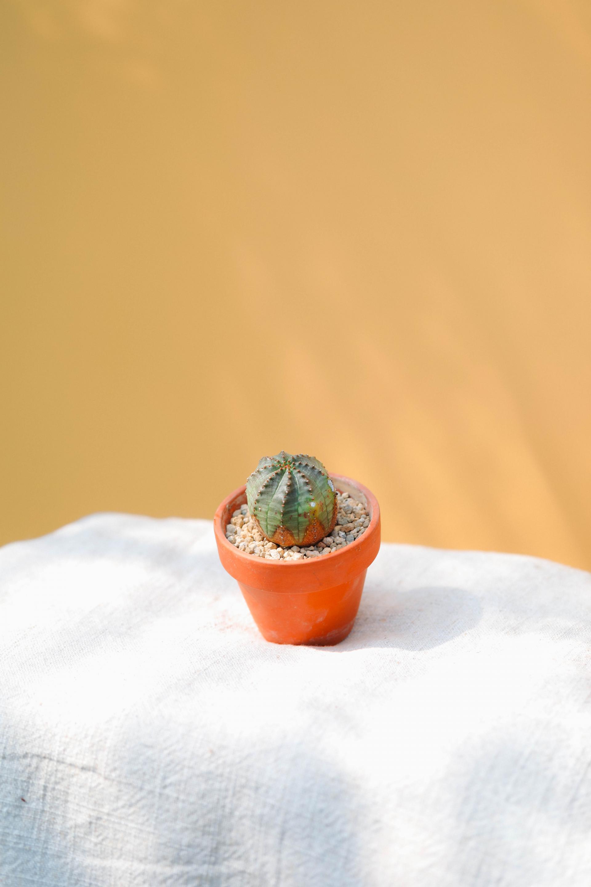 Euphorbia pseudoglobosa + Mini honey jar pot 유포르비아 수도글로보사 (오베사 몬스터) + 미니 허니자르팟 복제