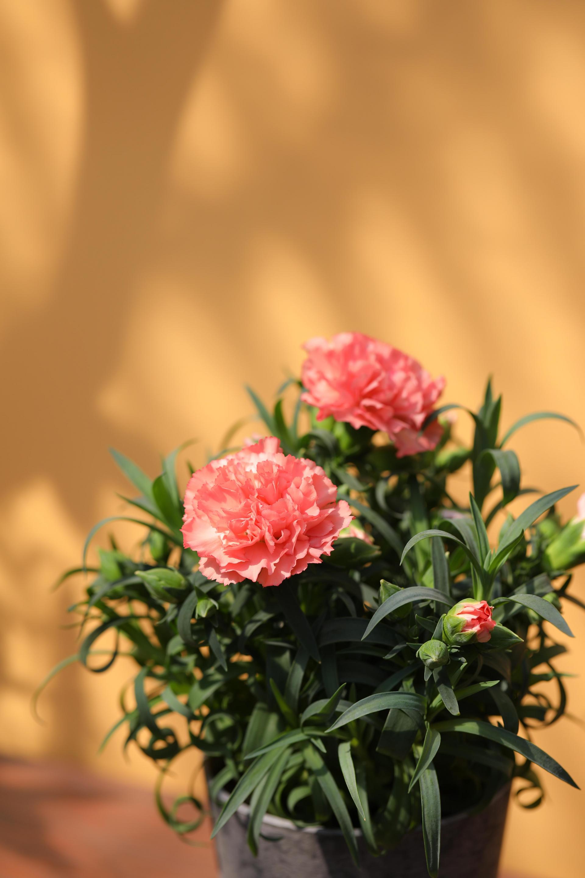 Dianthus soft salmon 카네이션 소프트 살몬