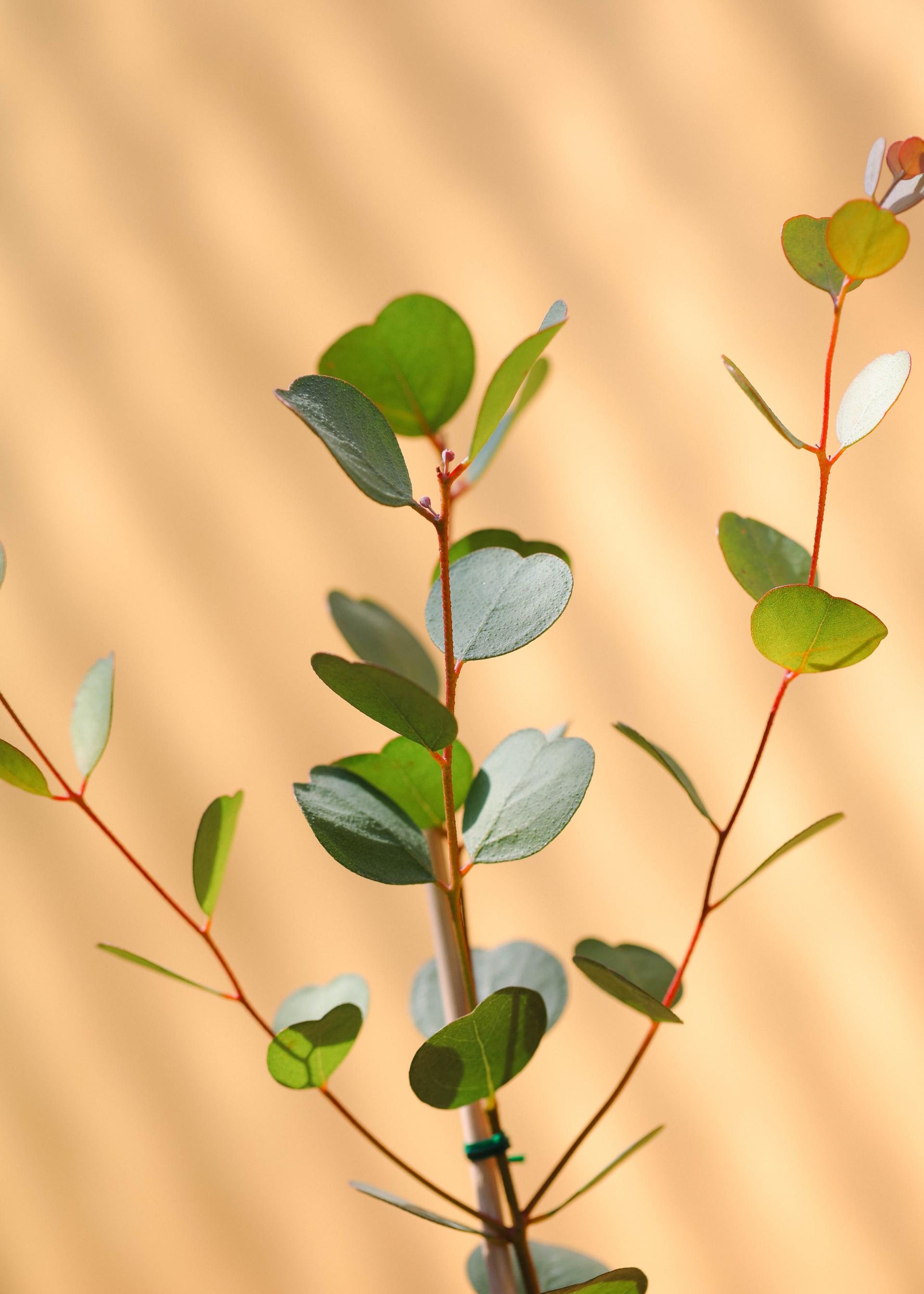 Eucalyptus websteriana 유칼립투스 웹스테리아나 준중품
