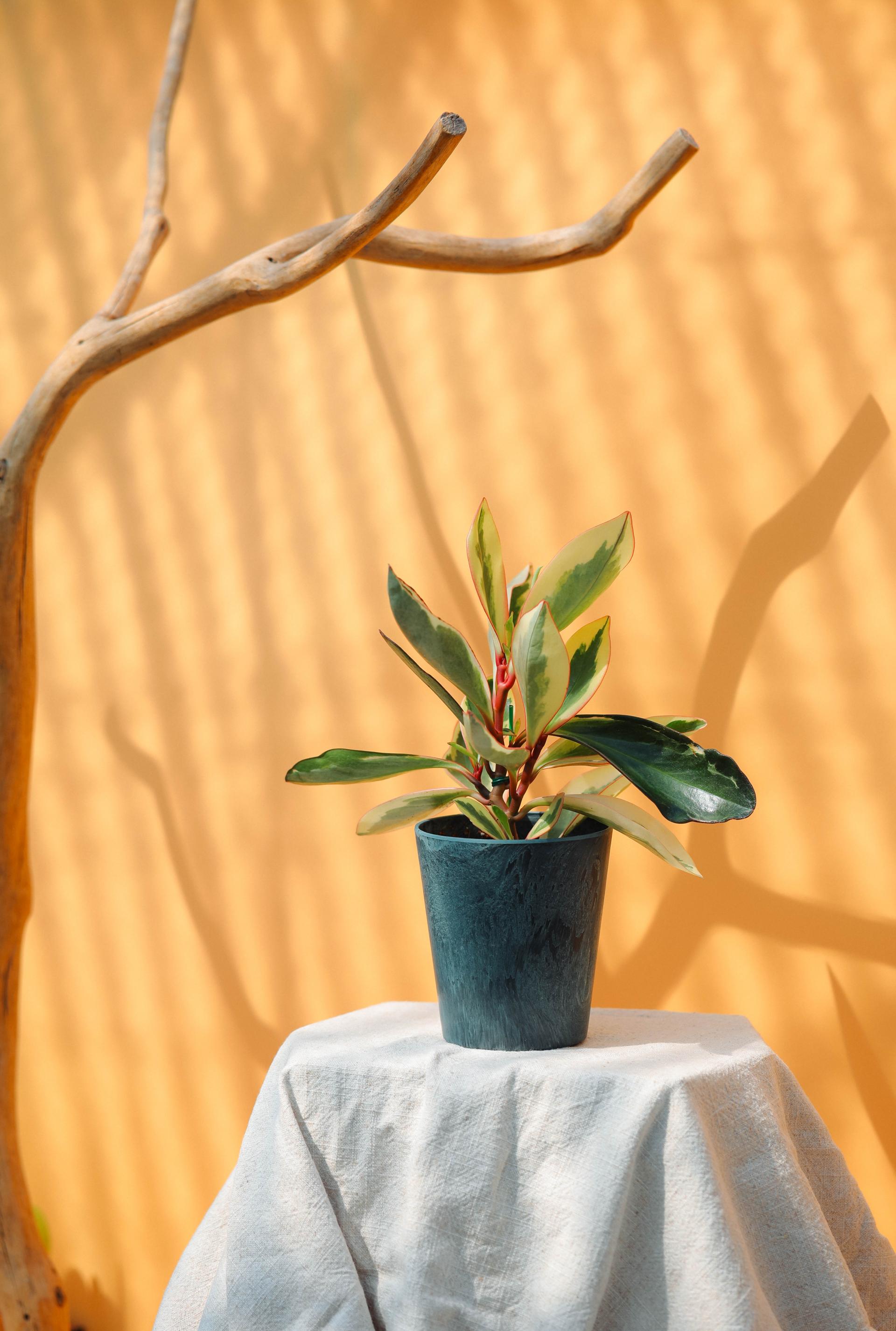 Peperomia ginny + Navy marble pot 페페로미아 지니 + 네이비 마블팟
