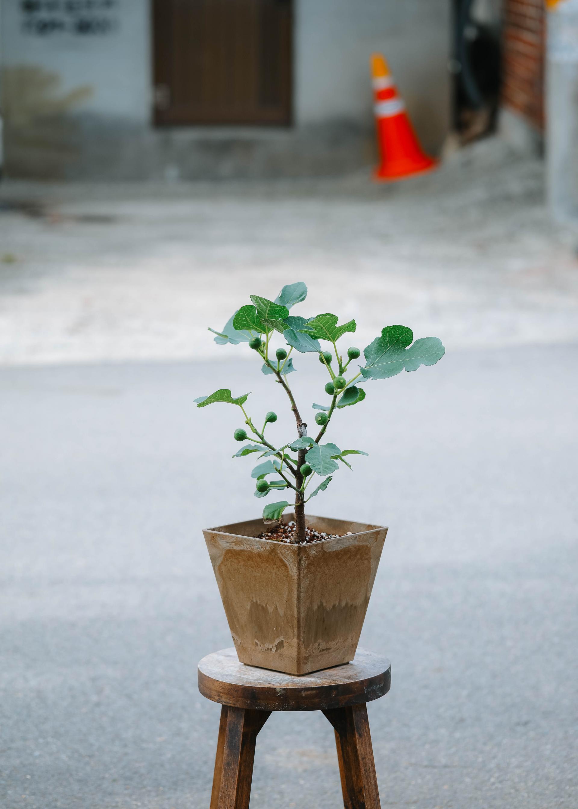 Ficus cariaca + Brown square pot 무화과 나무 + 브라운 스퀘어팟