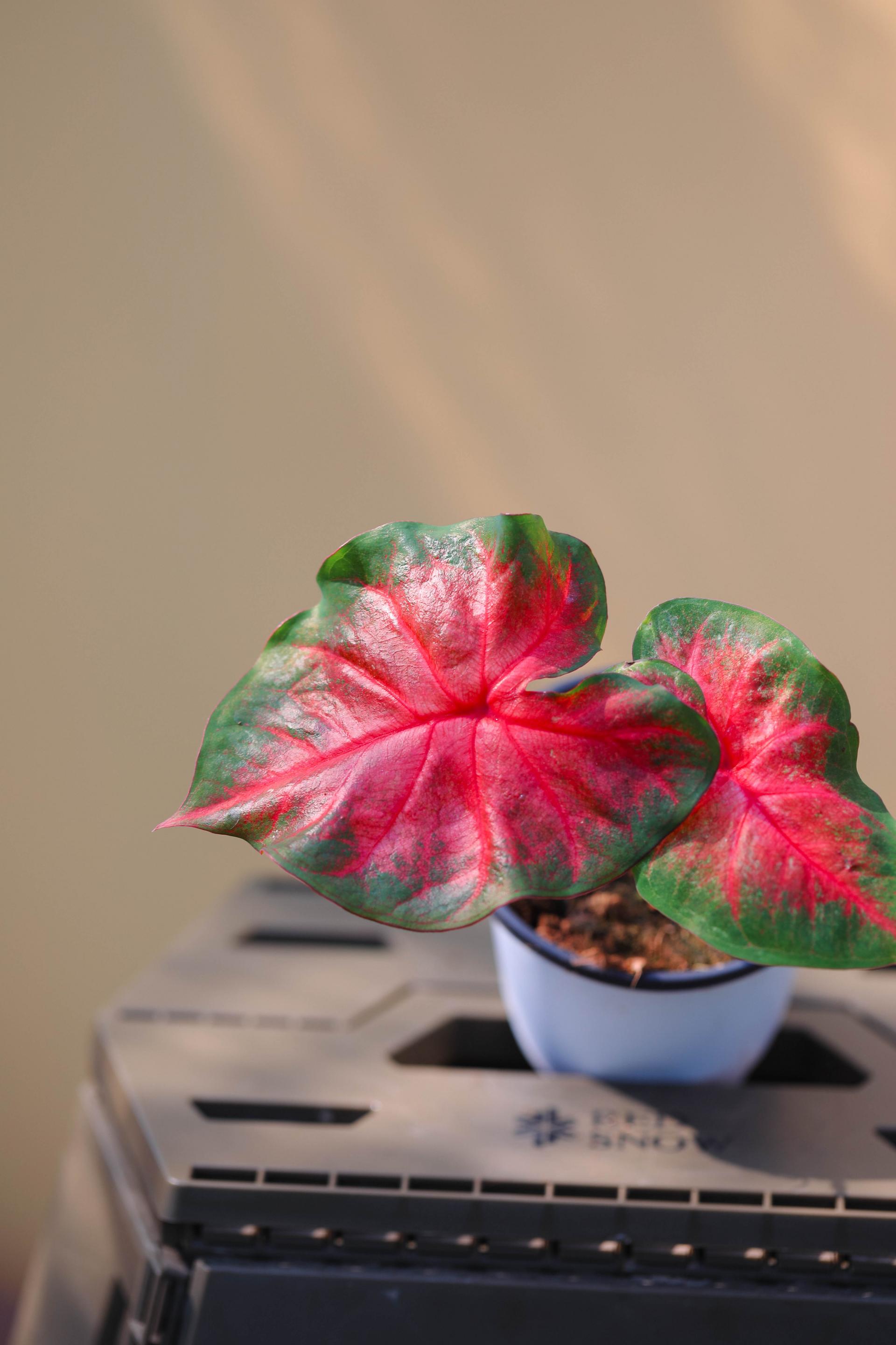 Caladium sp. 칼라디움 sp.