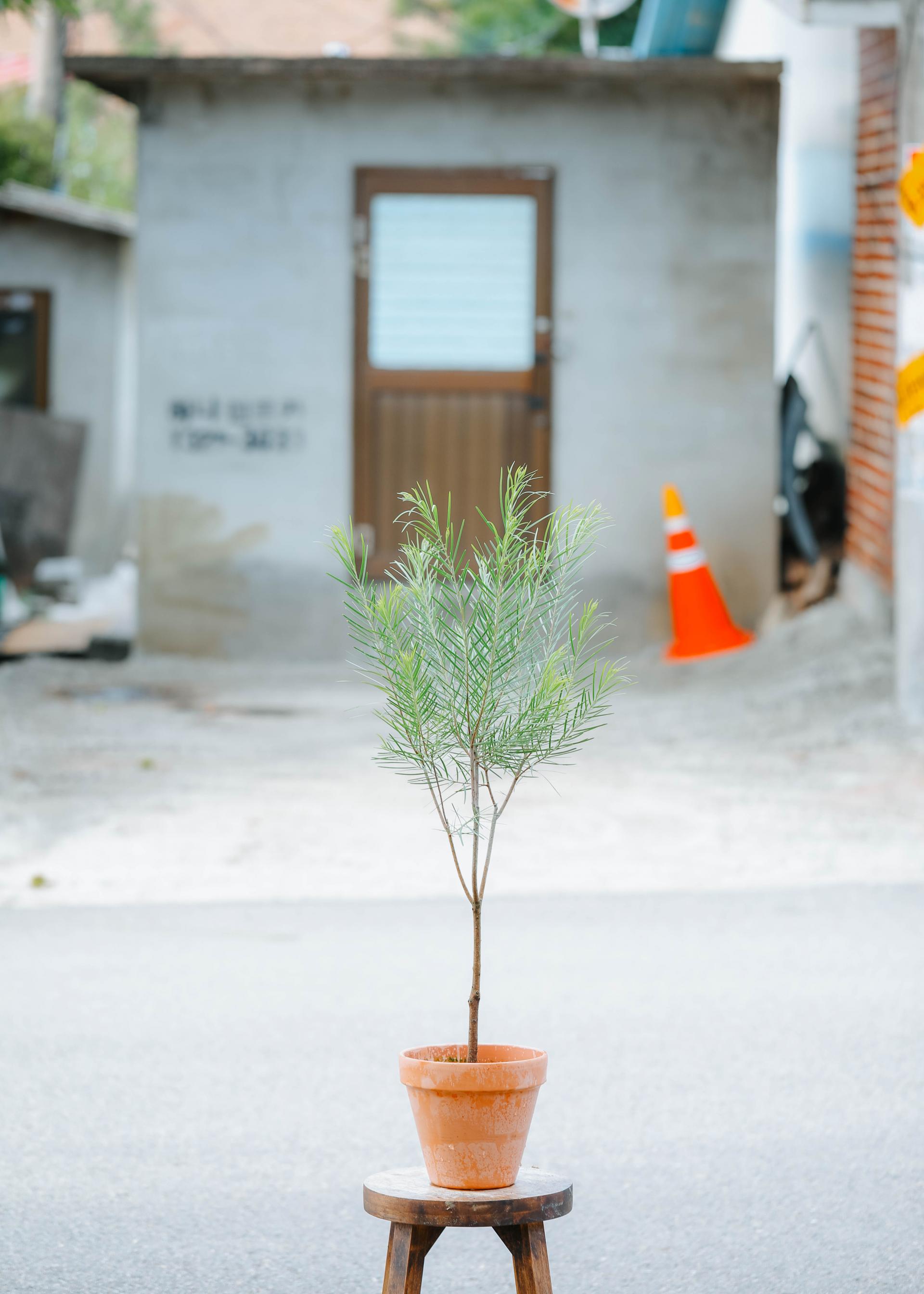 Acacia floribunda + Italy simple pot 아카시아 플로리번다 + 이태리 심플팟