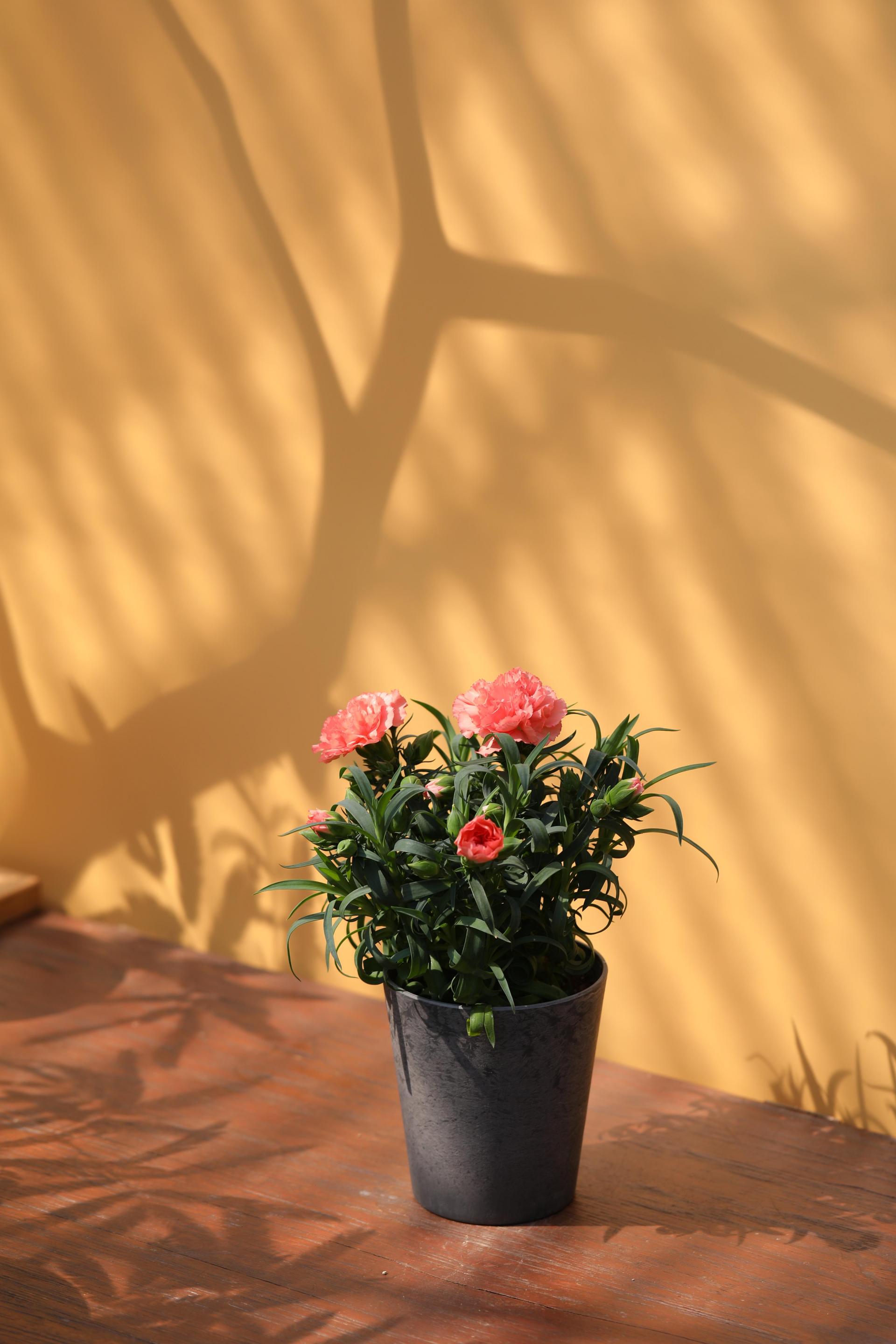 Dianthus soft salmon 카네이션 소프트 살몬