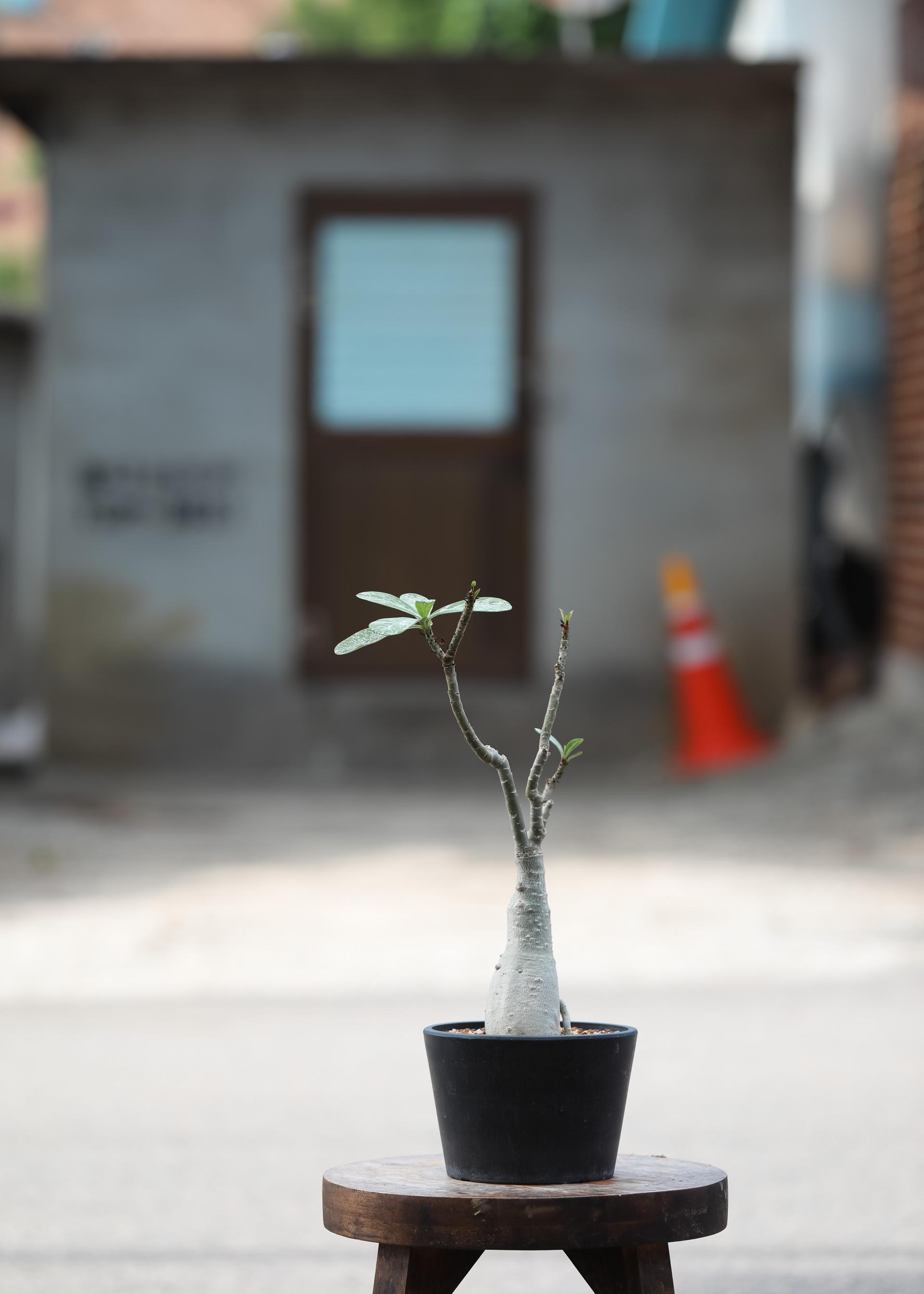 Adenium obesum white + Black simple pot 아데니움 오베섬 무늬종 + 블랙 심플팟