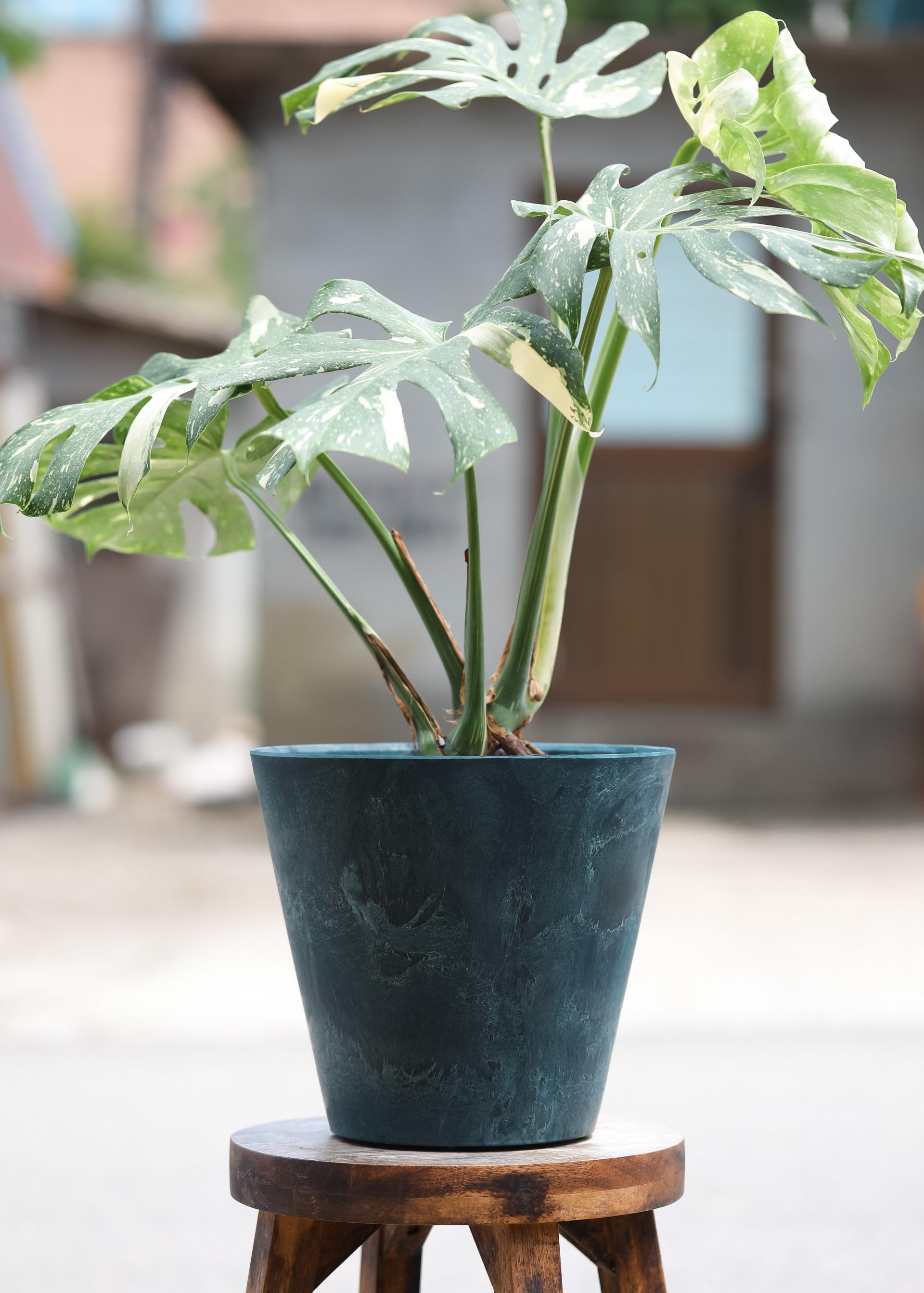 Monstera deliciosa 'Thai Constellation' + Navy circle pot 몬스테라 델리시오사 타이 컨스텔레이션 + 네이비 써클팟