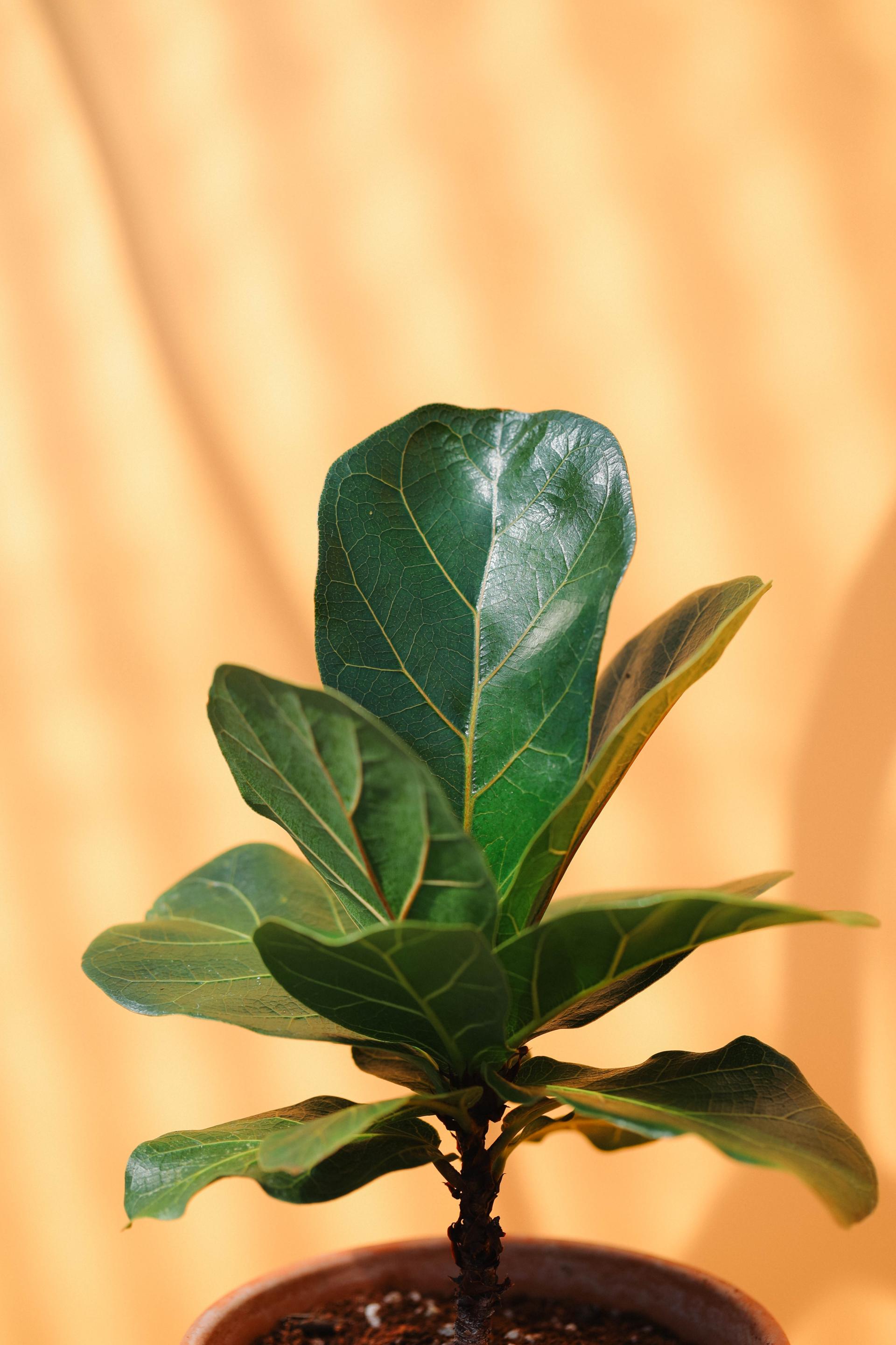 Ficus lyrata + Italy white pot 휘커스 라이라타 (떡갈 고무나무) + 이태리 화이트팟