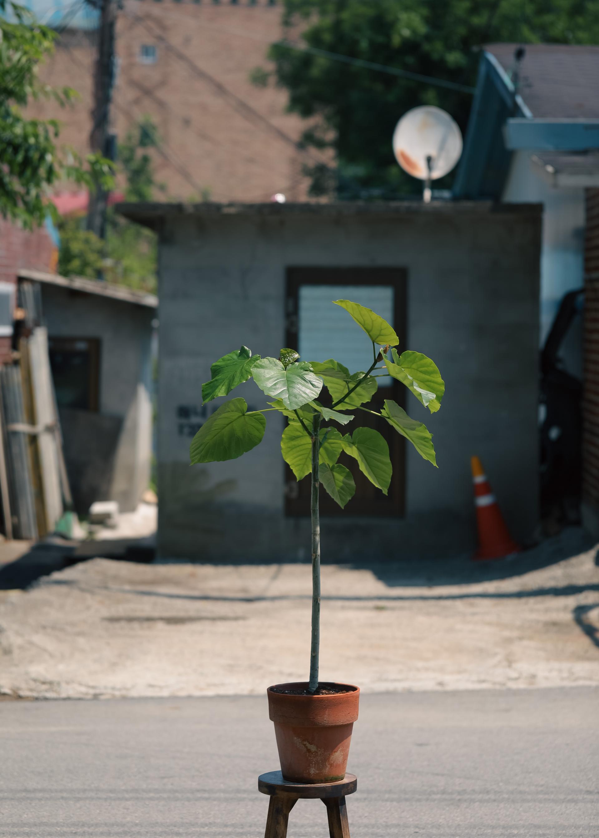 Ficus umbellata + Bergs Potter Copenhagen grey 휘커스 움벨라타 + 베르그포터 코펜하겐 그레이 복제