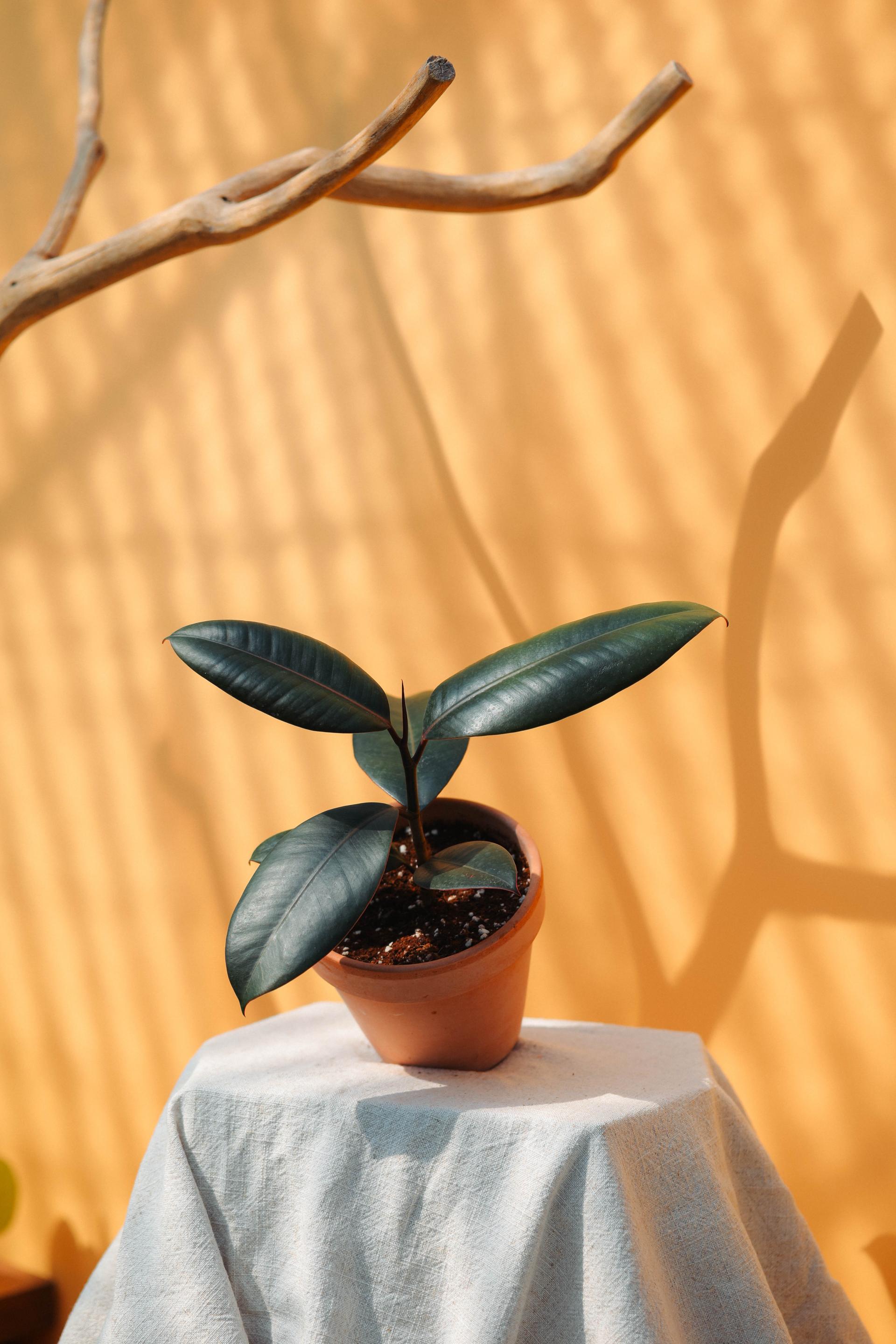 Ficus elastica 'Burgundy' + Italy white pot 휘커스 버건디 (버건디 고무나무) + 이태리 화이트팟