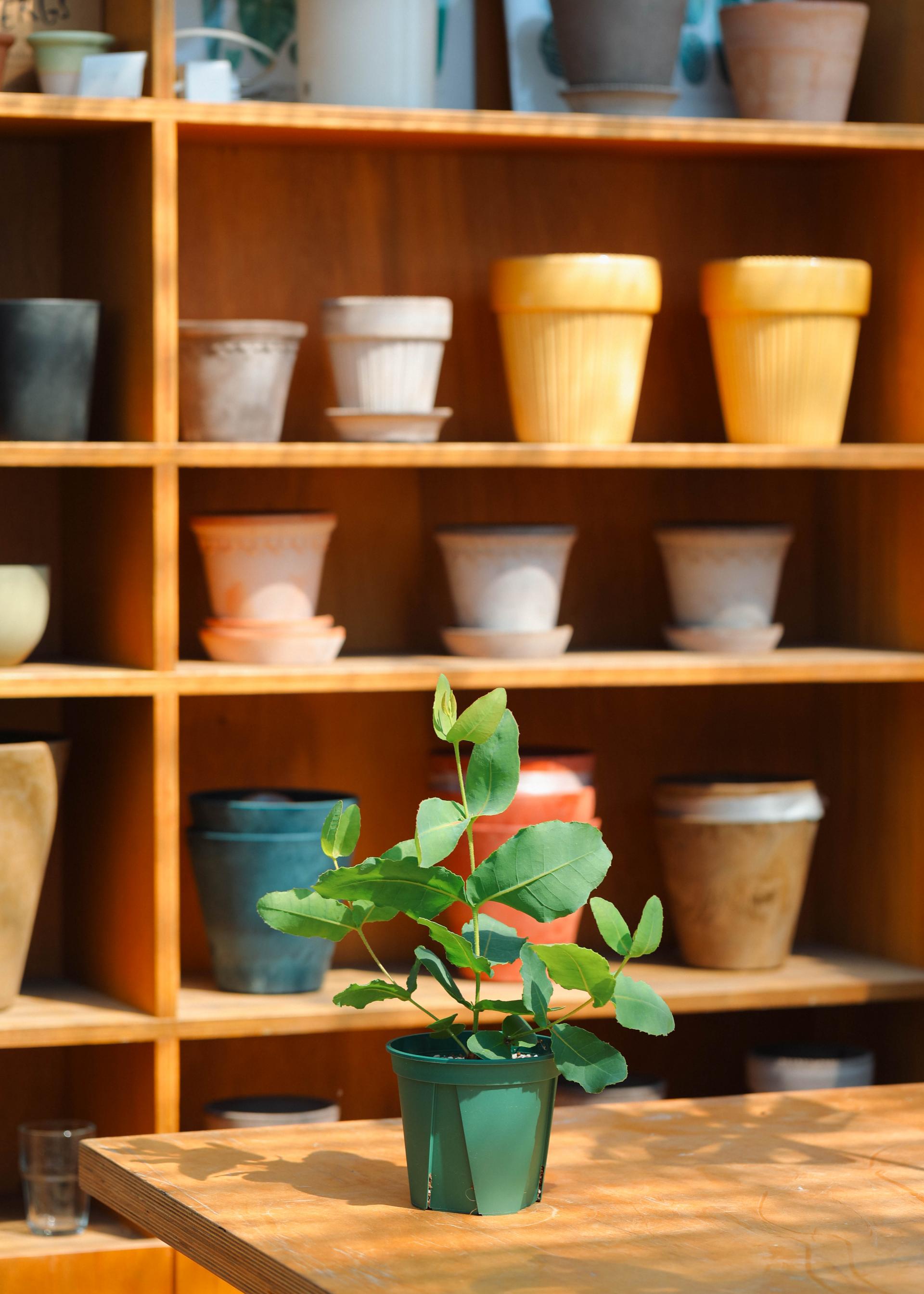 Eucalyptus preissiana 유칼립투스 프레이씨아나 준중품