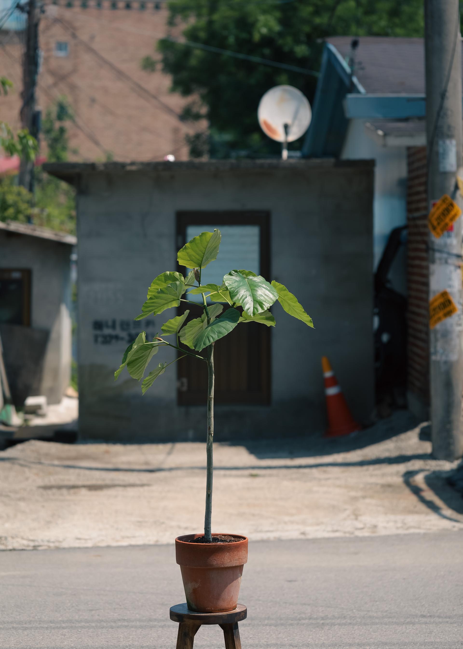 Ficus umbellata + Bergs Potter Copenhagen grey 휘커스 움벨라타 + 베르그포터 코펜하겐 그레이 복제