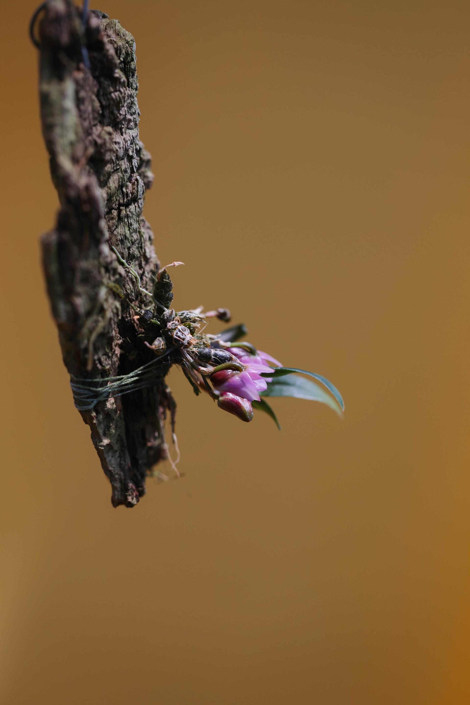 Dendrobium fuscifaucium 덴드로비움 퍼시파우시움