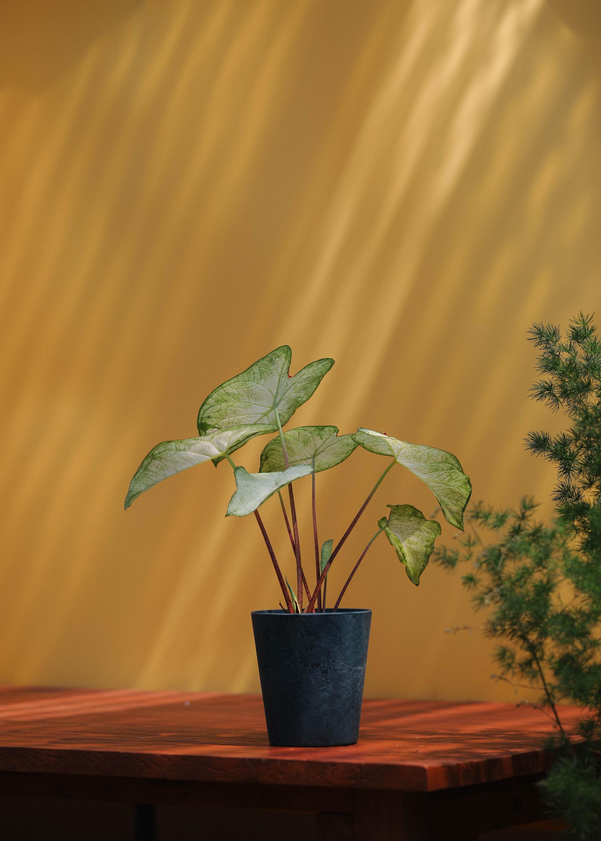 Caladium 'Moon light' 칼라디움 문라이트