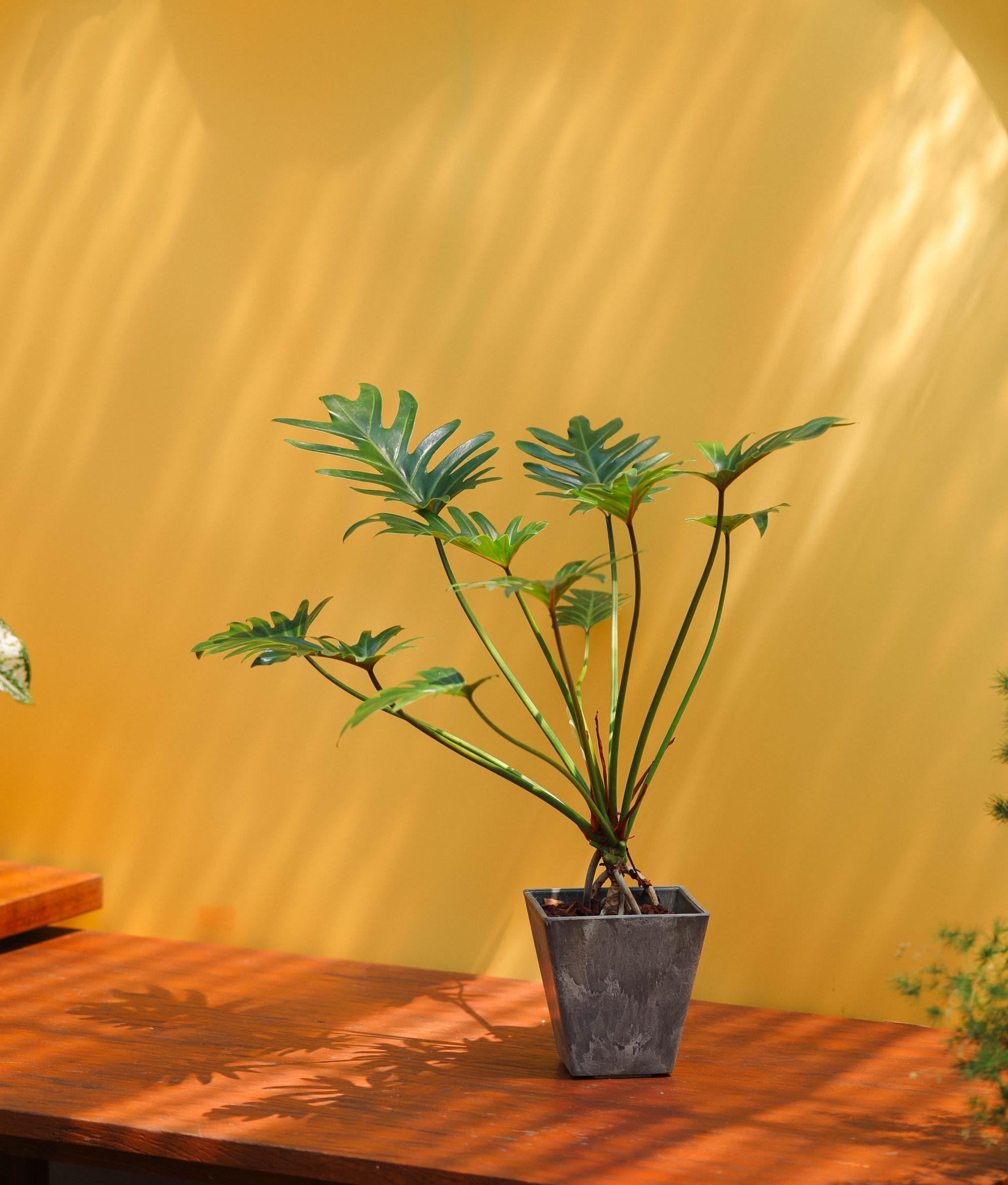 Thaumatophyllum xanadu + Gray square pot 타우마토필름 제나두 (제나두 셀렘) + 그레이 스퀘어팟
