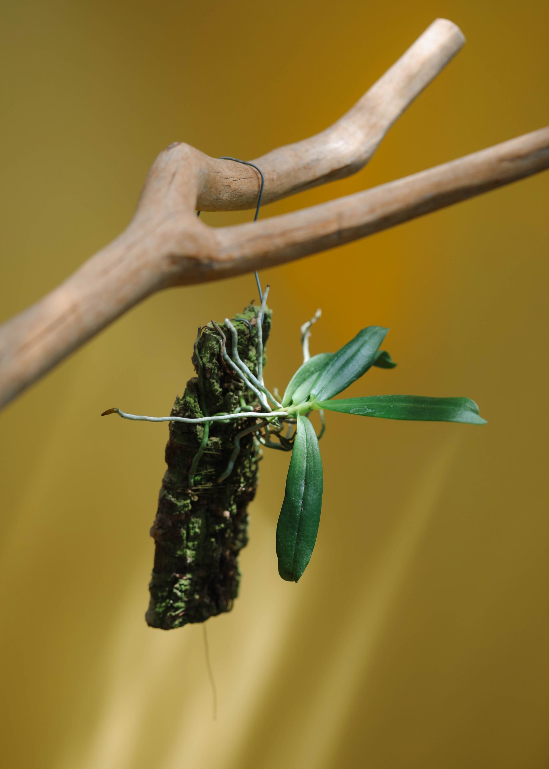 Aerangis modesta 에란기스 모데스타 목부작 복제