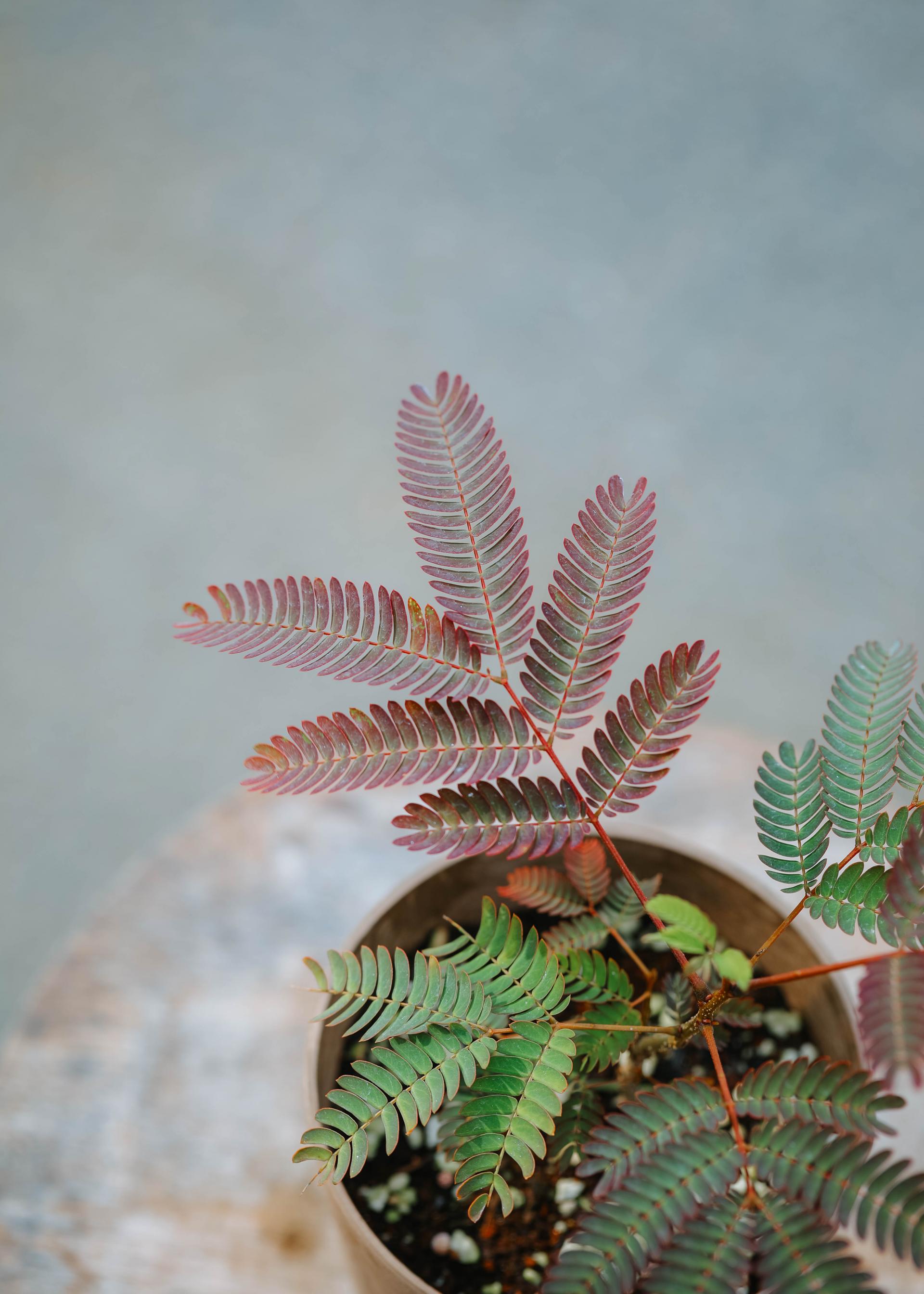 Albizia julibrissin + Brown marble pot 자귀 나무 + 브라운 마블팟