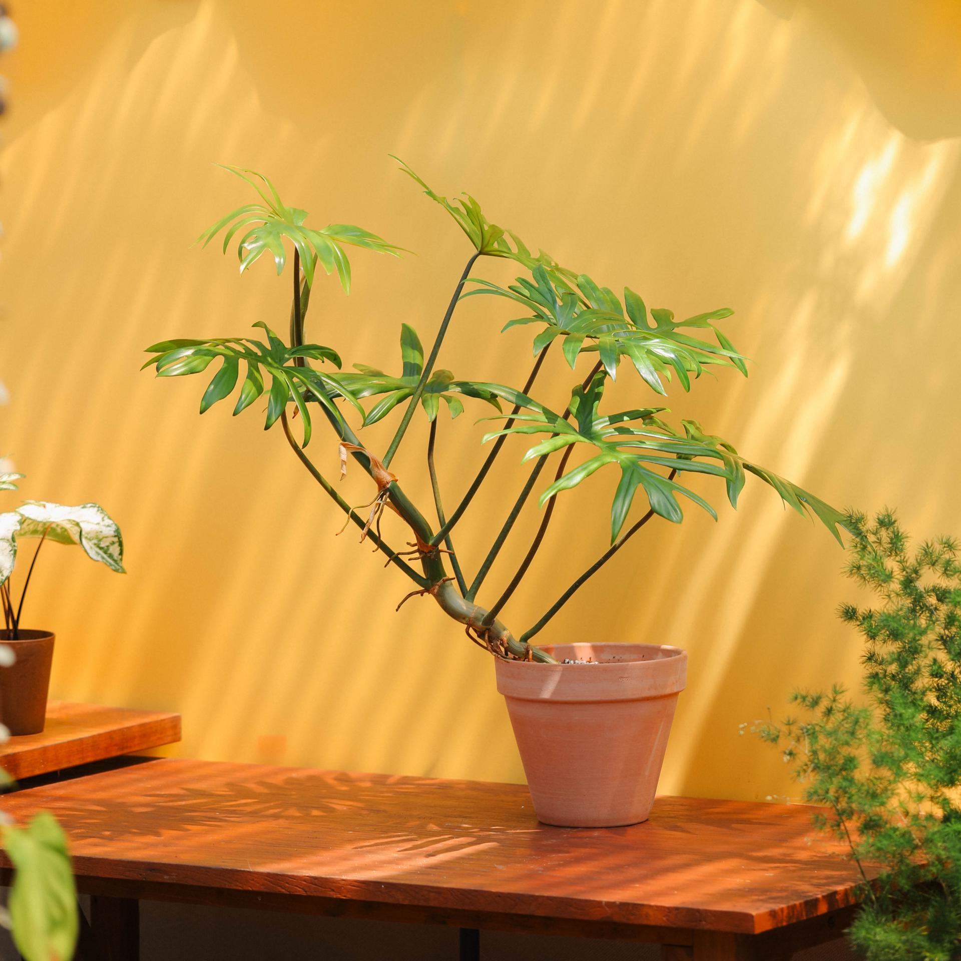 Philodendron mayoi + Italy simple pot 필로덴드론 마요이 + 이태리 심플팟